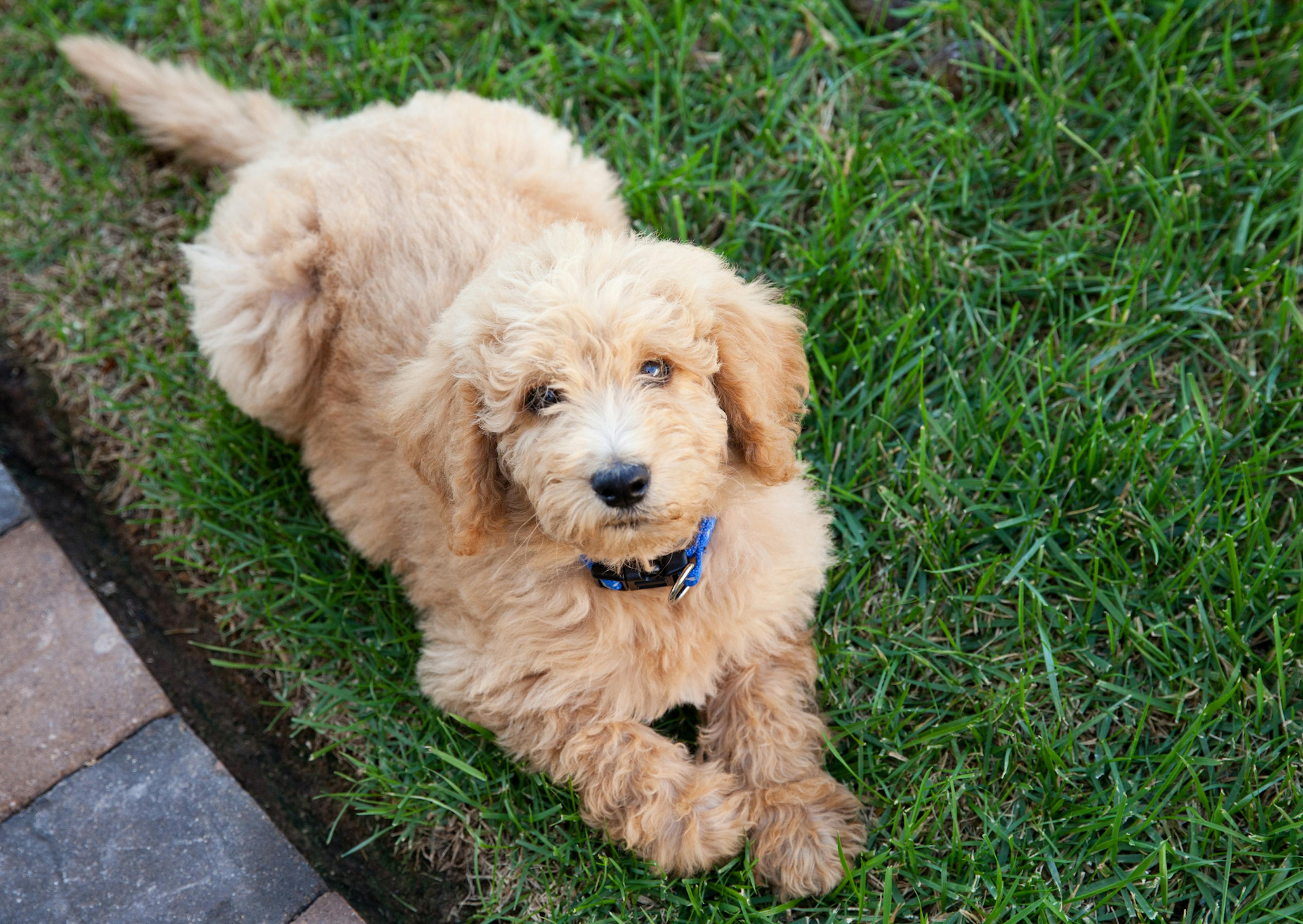 Labradoodle couché dans l'herbe qui regarde vers le haut