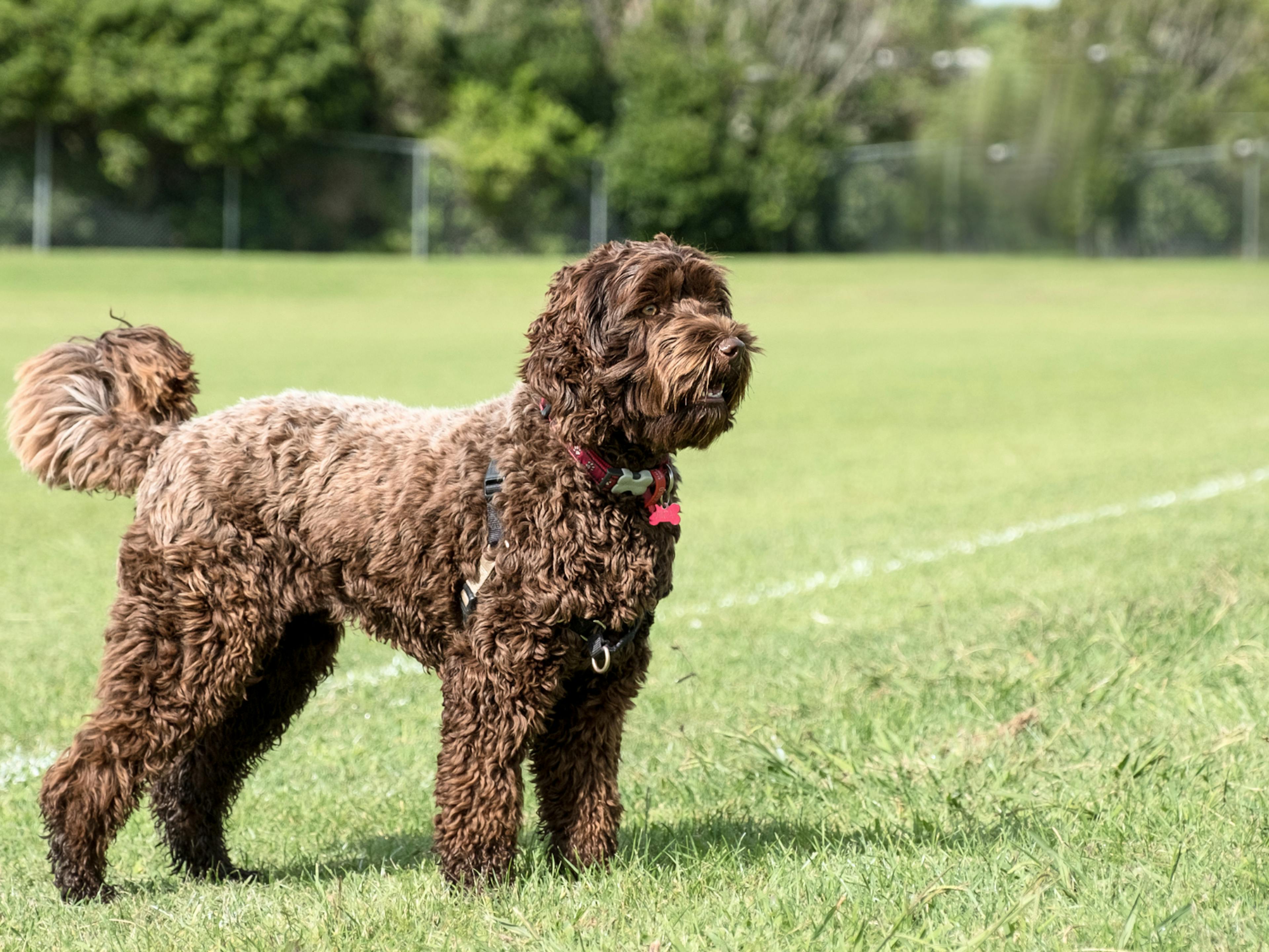 Labradoodle debout dans l'herbe qui regarde au loin