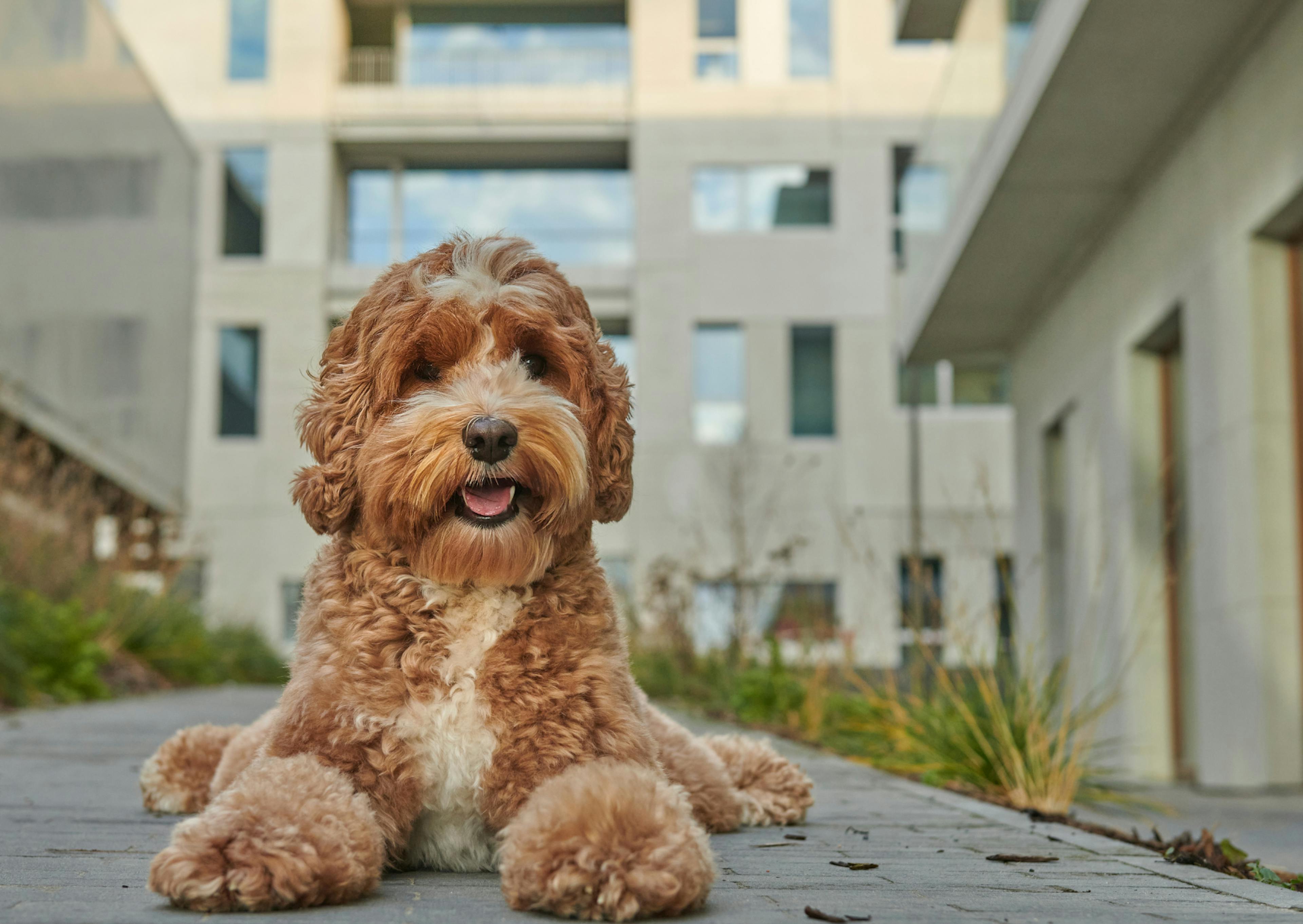 Labradoodle couché sur le sol avec un batiment en arrière plan