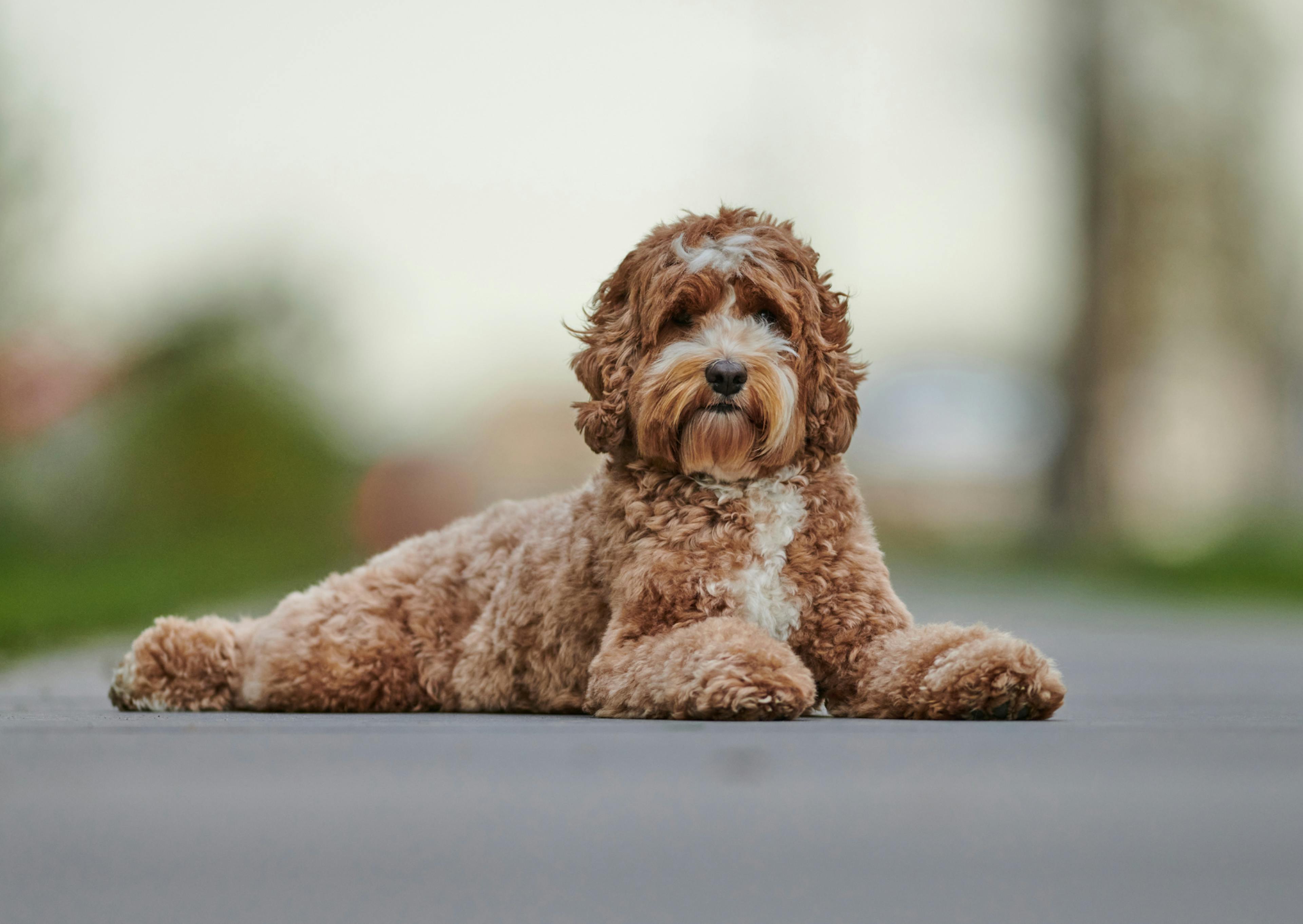 Labradoodle couché sur le sol qui regarde l'objectif