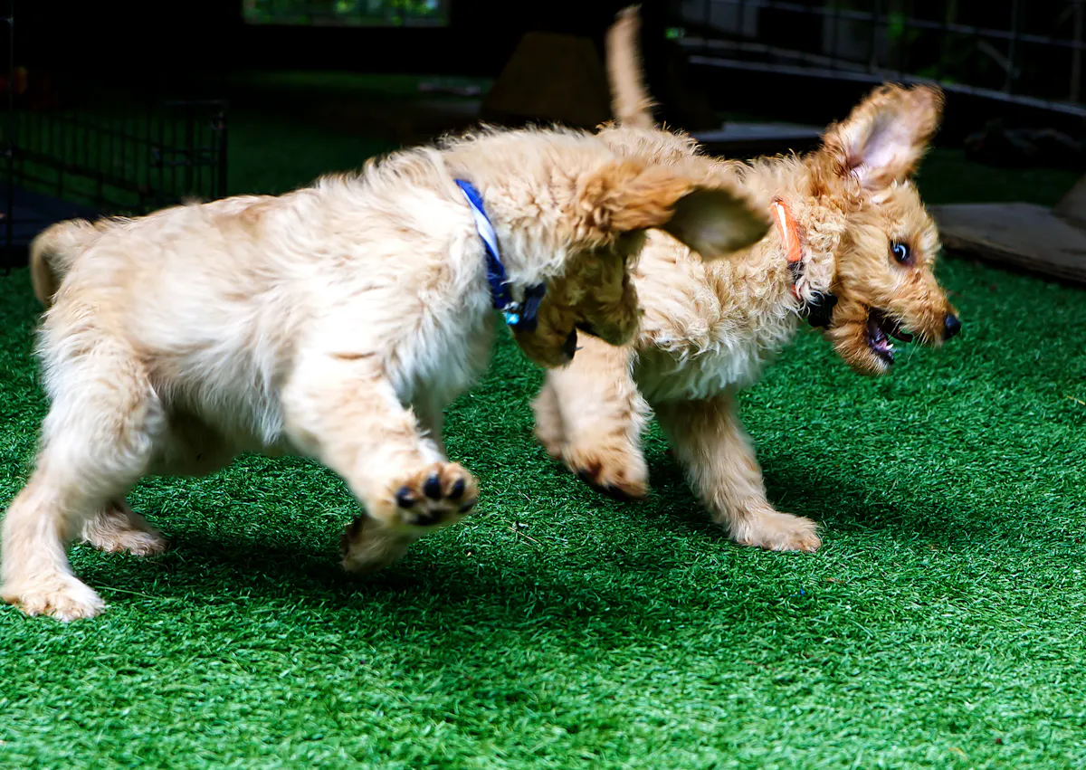 2 Labradoodlequi jouent dans l'herbe 