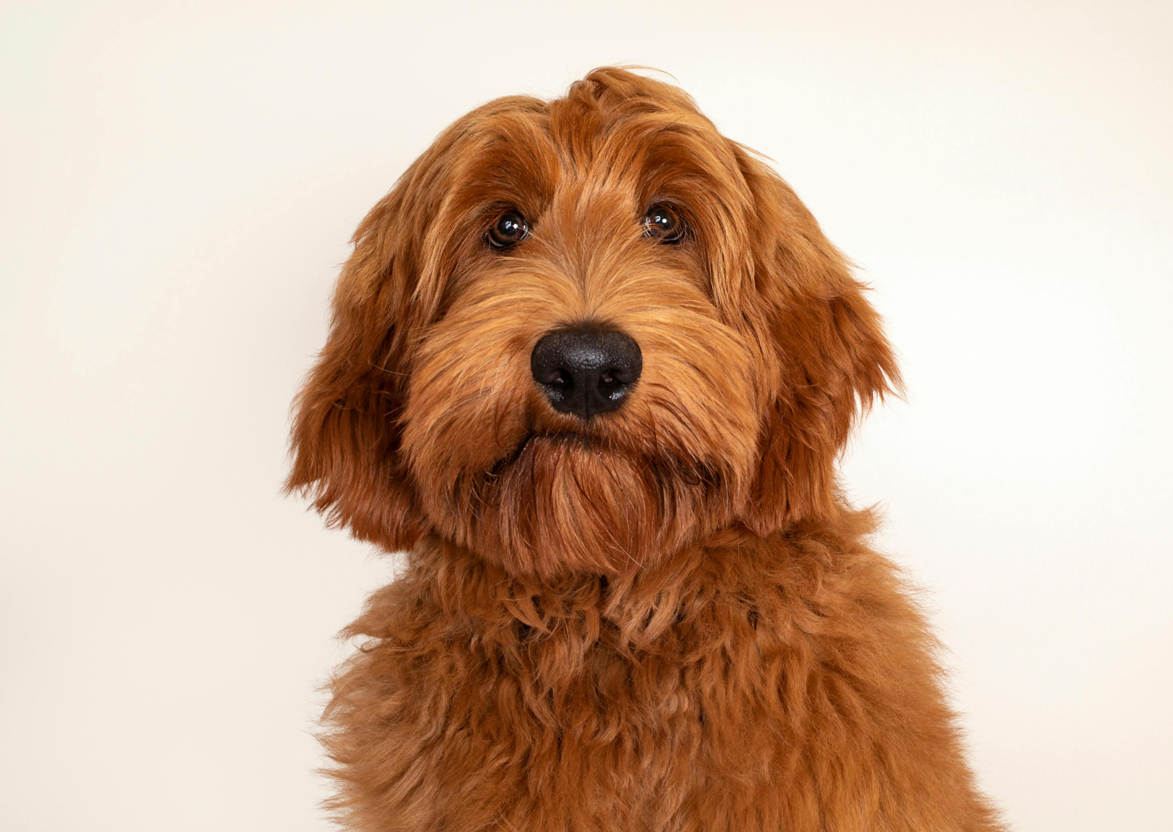 Labradoodle qui regarde vers l'objectif, il est perplexe