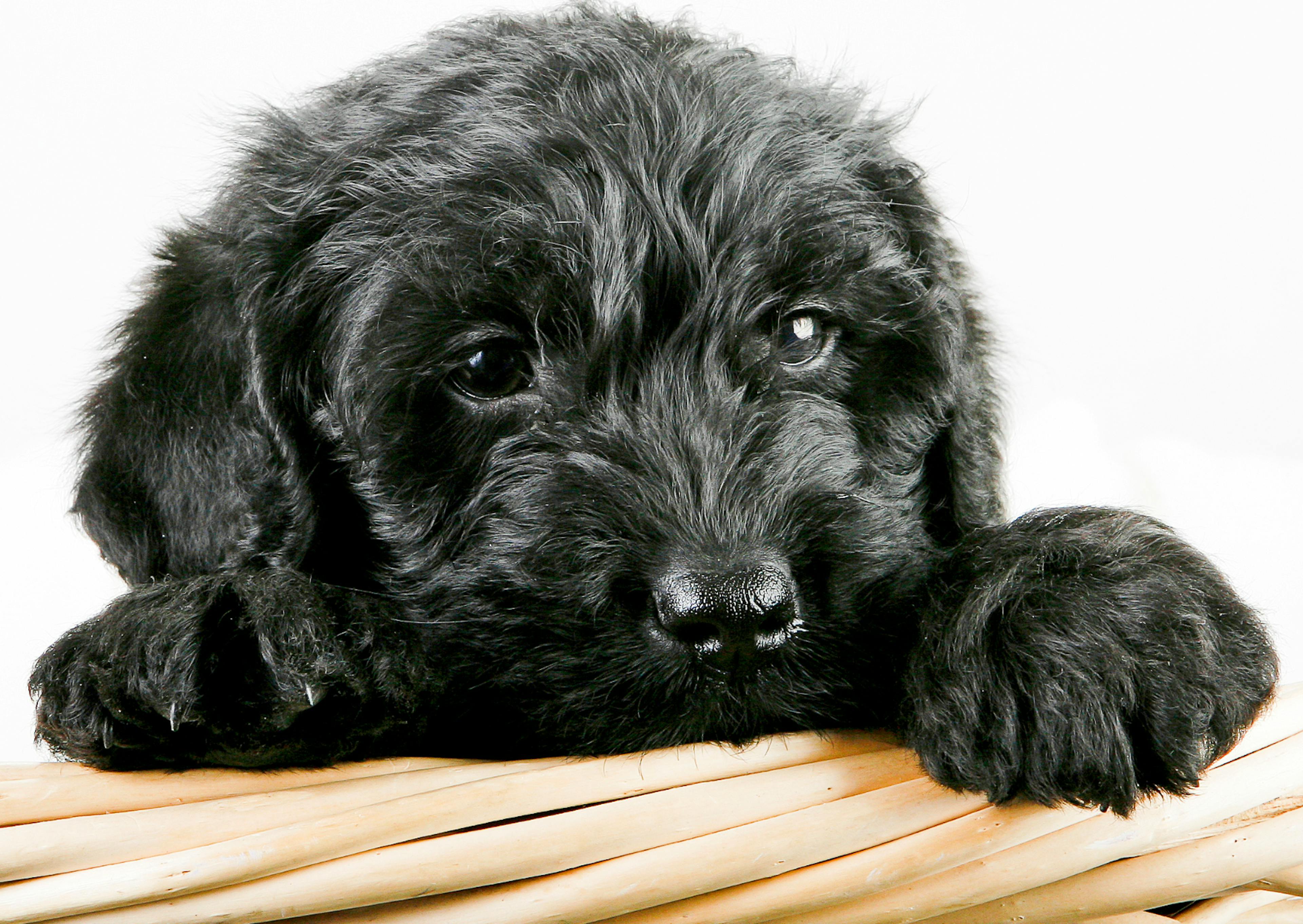 Labradoodle chiot noir curieux