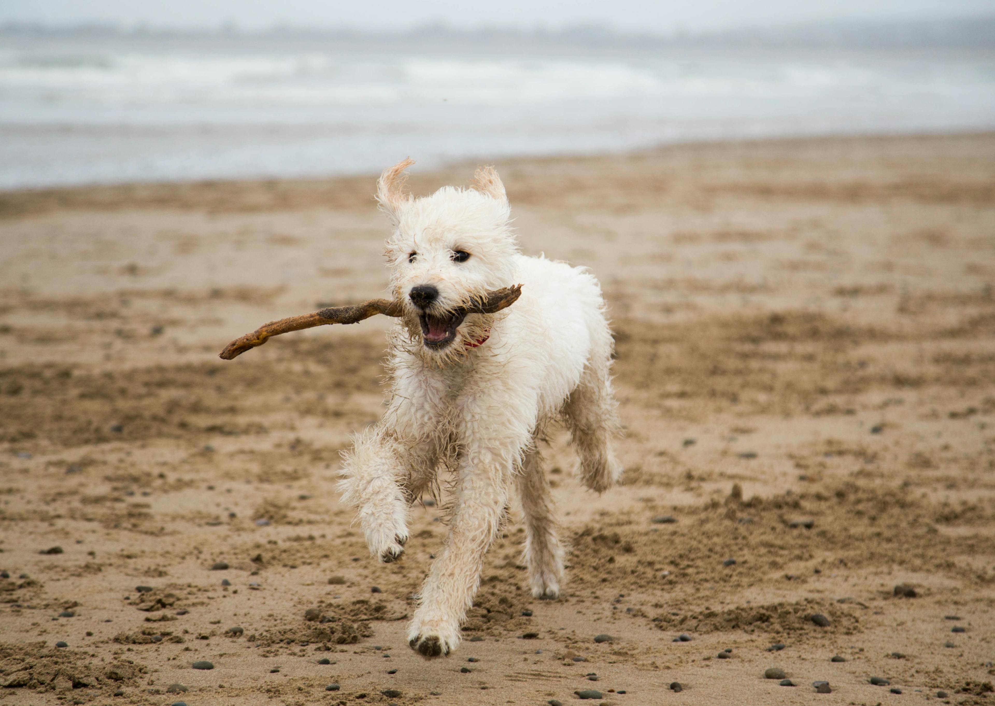 Labradoodle blanc qui court sur la plage avec un bâton dans la gueule