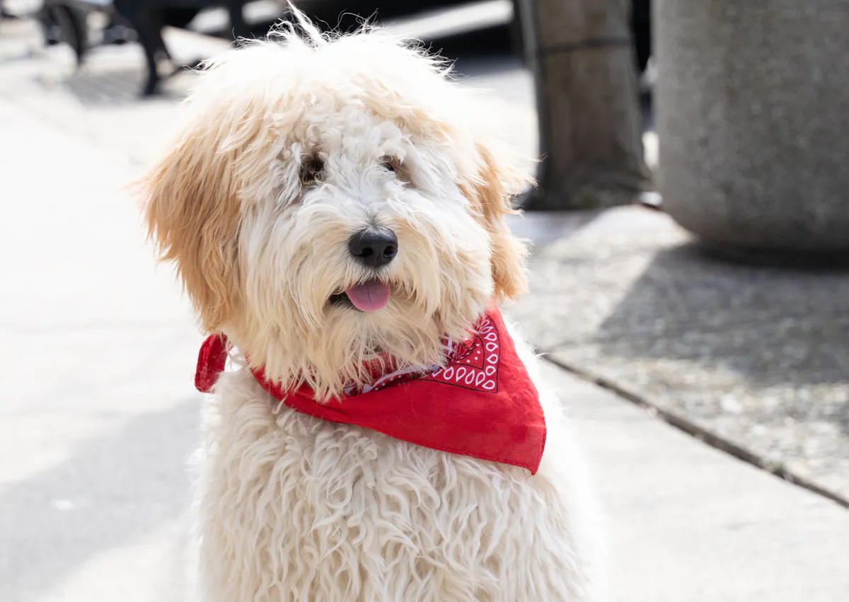 Labradoodle assis dans la neige avec un foulard rouge autours du cou
