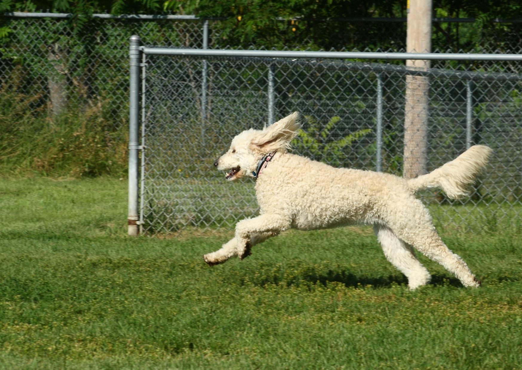 Labradoodle qui court dans l'herbe