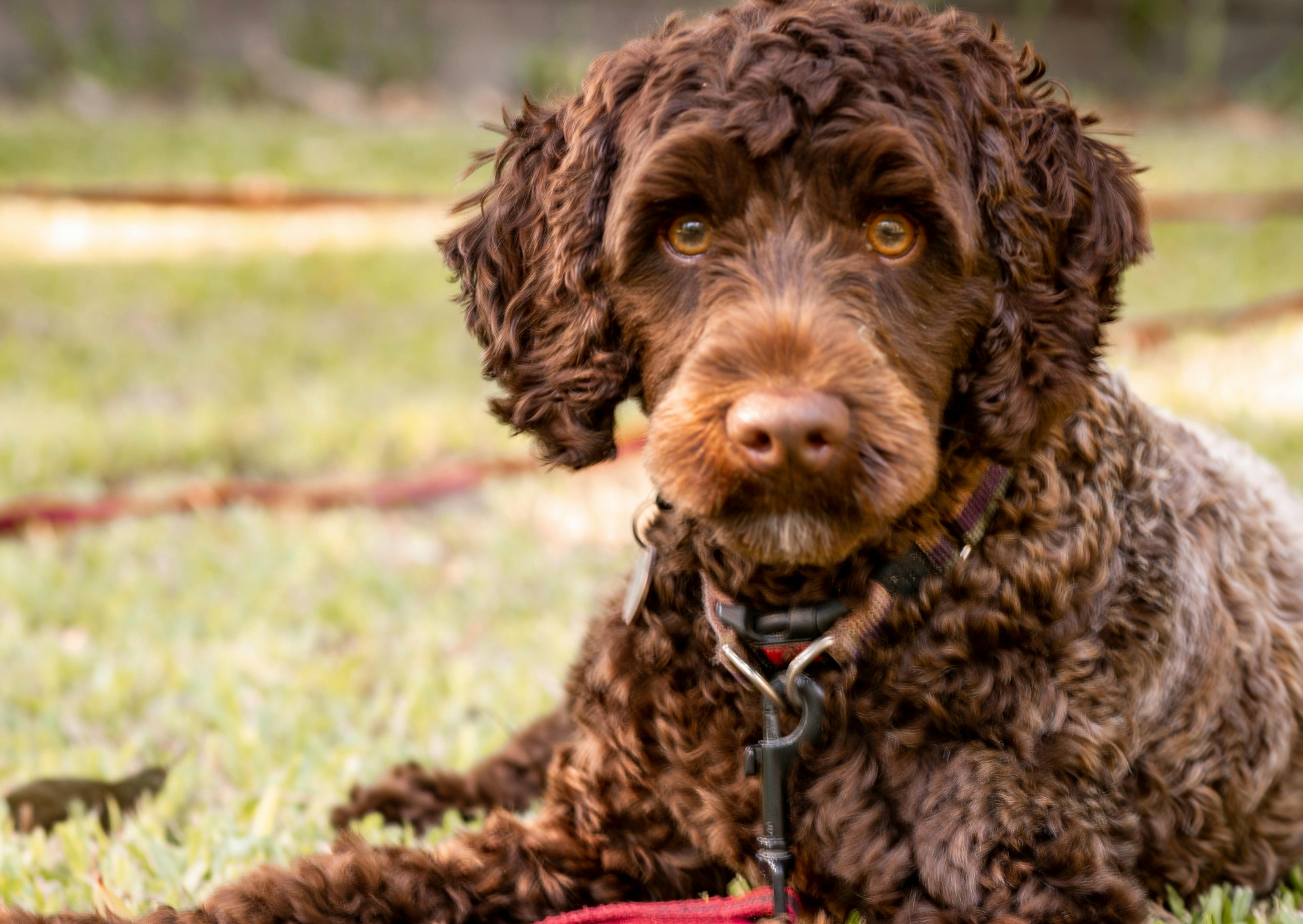 Labradoodle marron couché dans l'herbe 