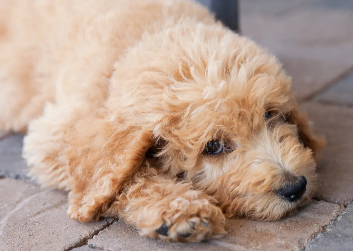 Labradoodle souché sur le sol et regarde l'objectif