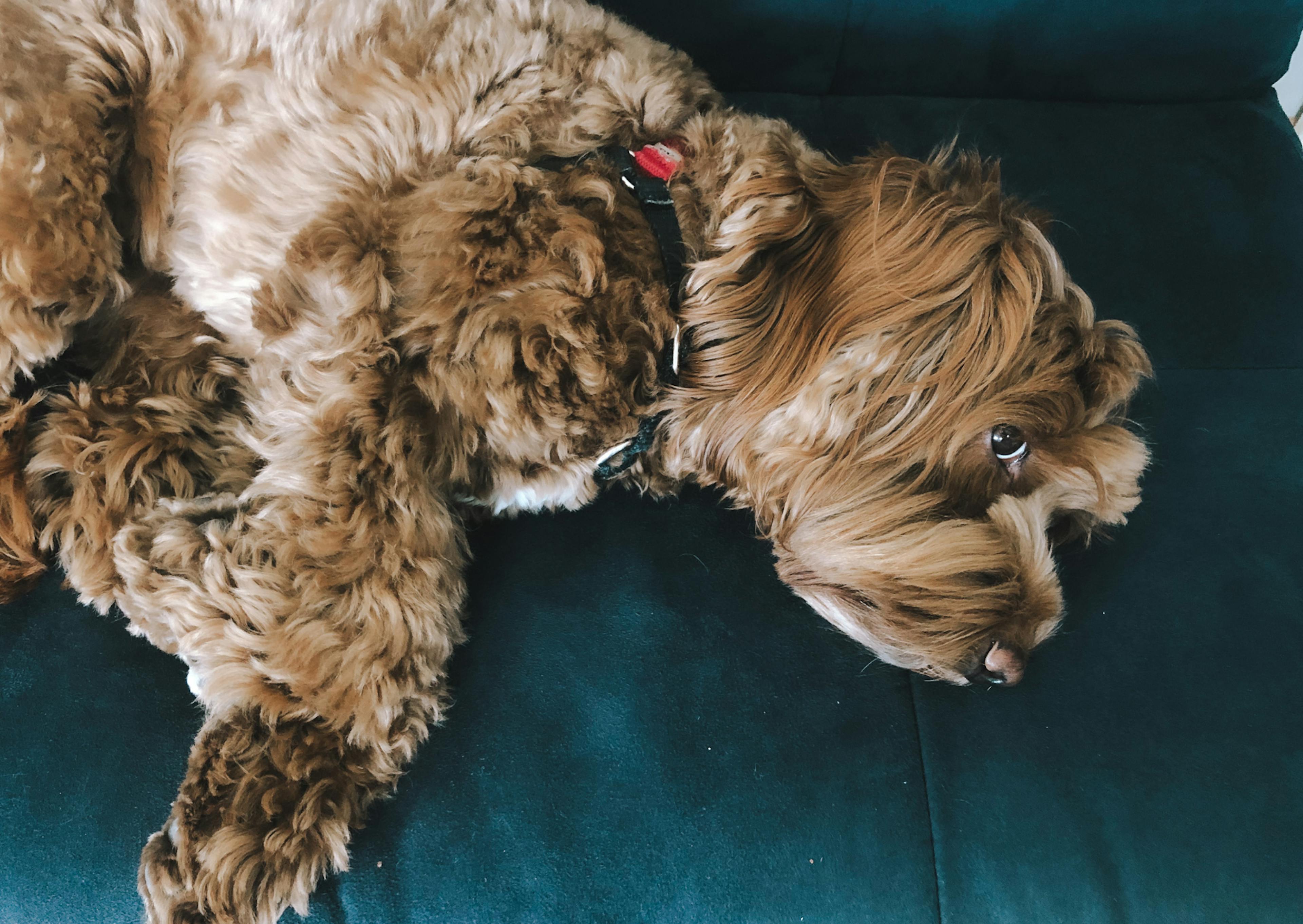 Labradoodle couché sur un lit bleu