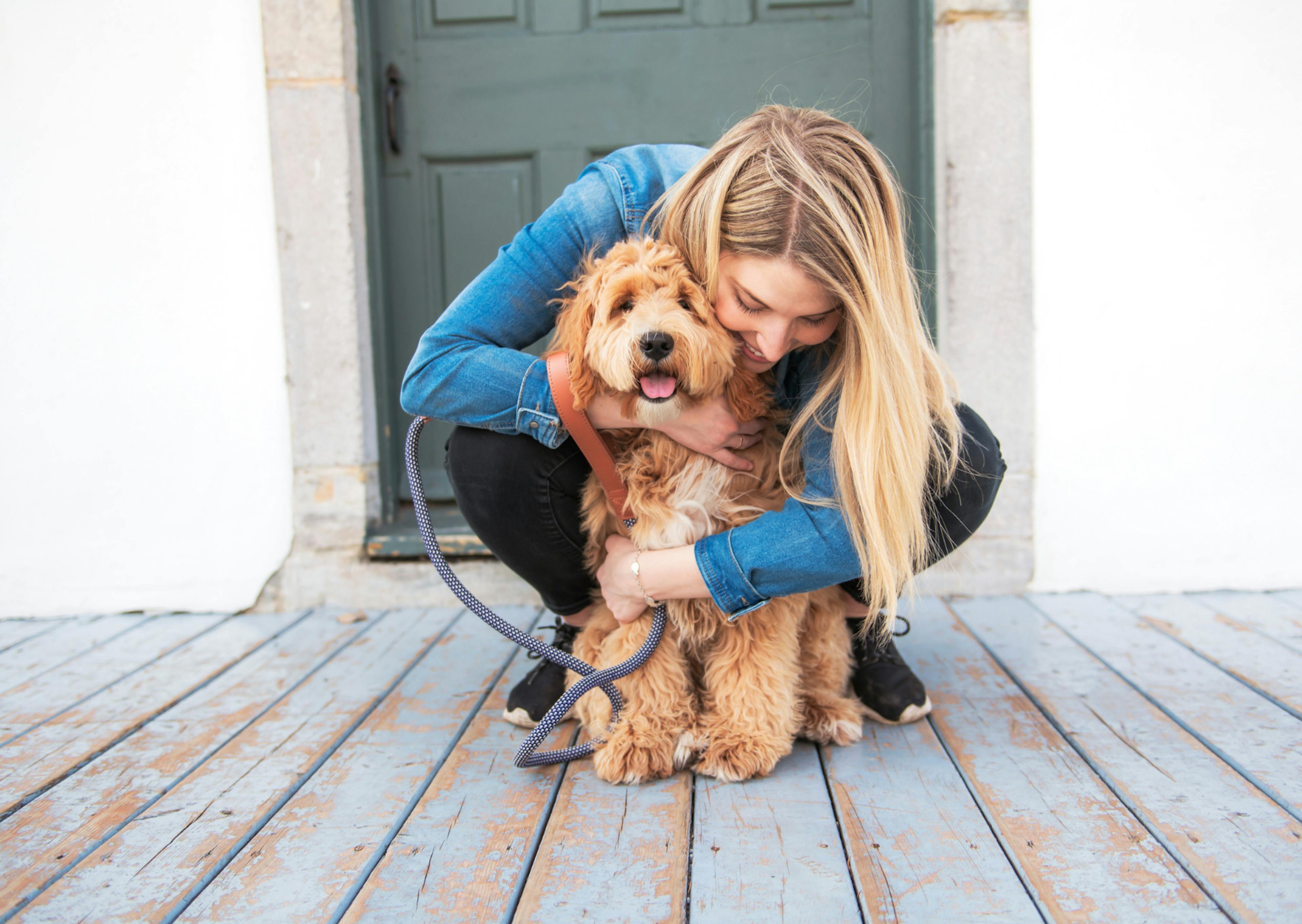 Labradoodle assis avec sa maitresse qui lui fait un câlin