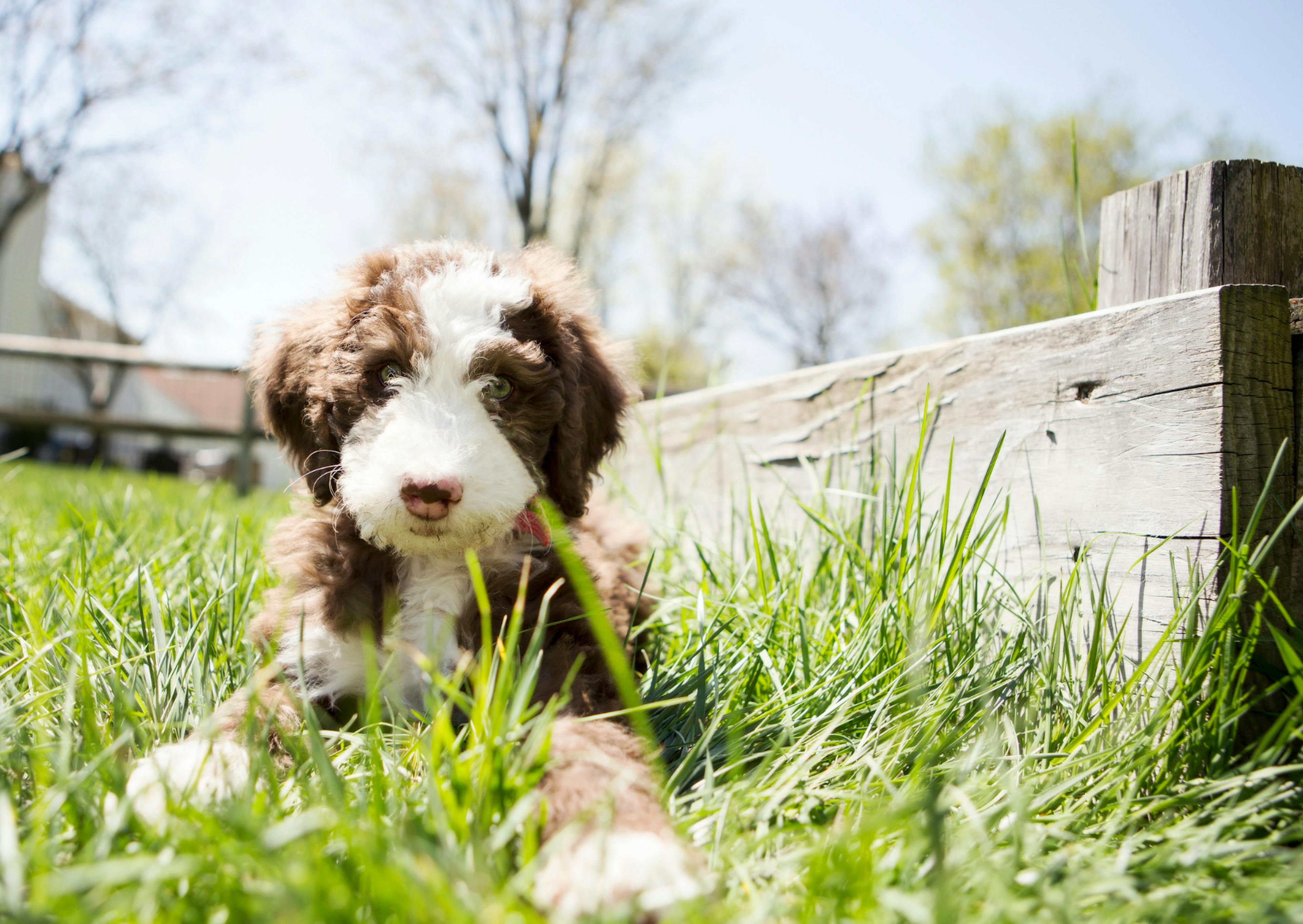 Labradoodle couché dans l'herbe