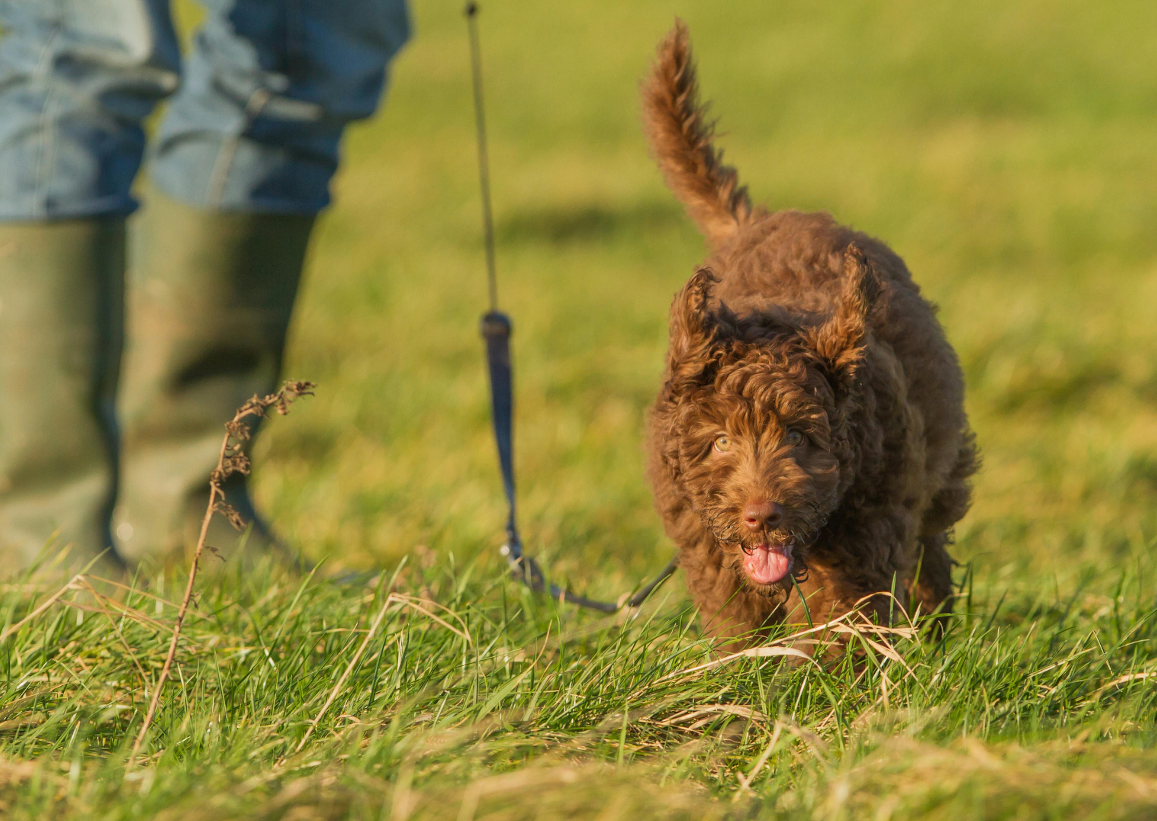 Labradoodle qui court dans l'herbe avec son maître