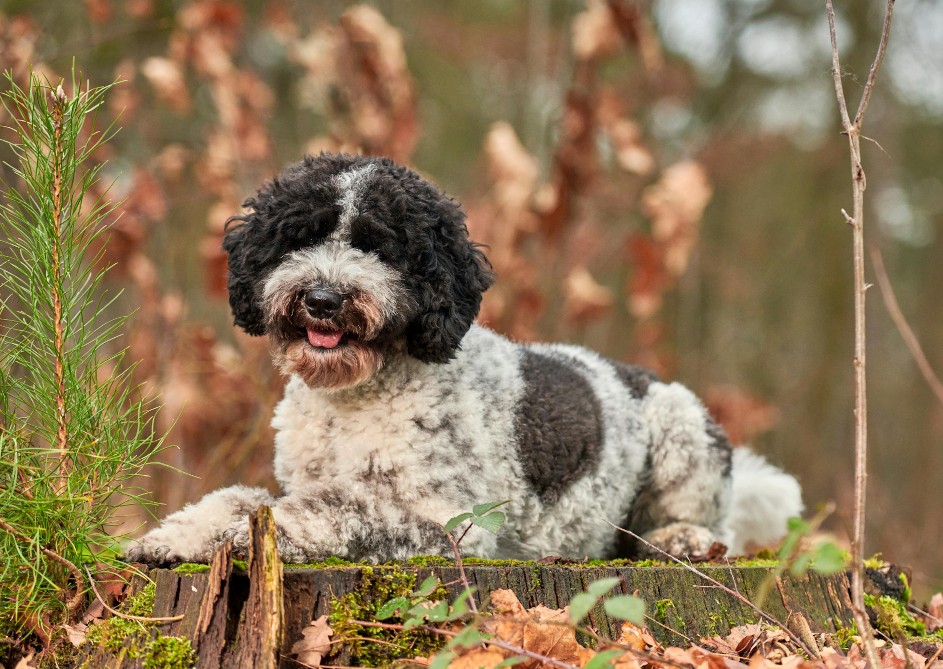 Labradoodle couché sur du bois, il est dans la forêt