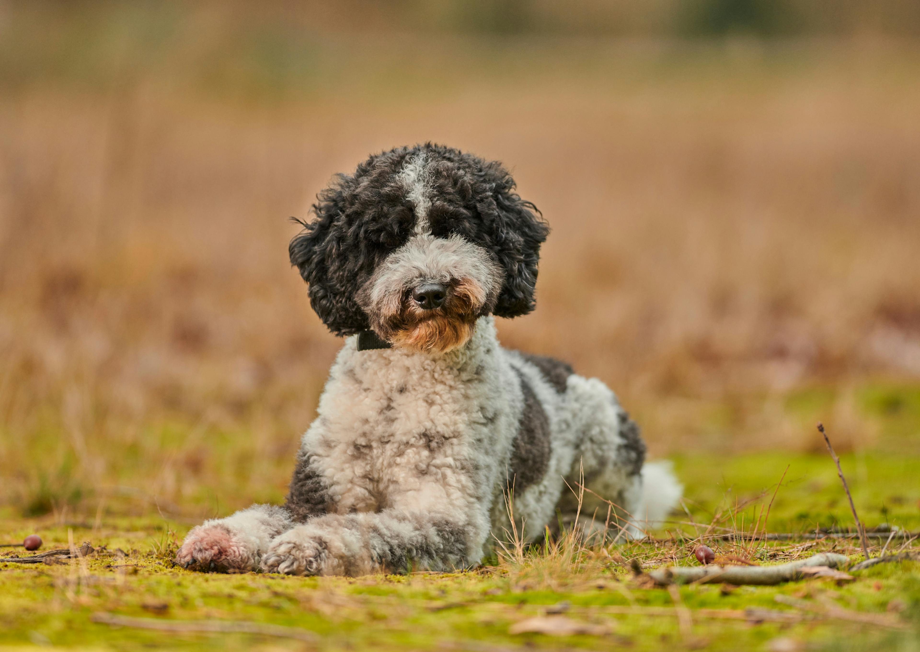 Labradoodle couché dans l'herbe et regarde l'objctif, il est noir et blanc