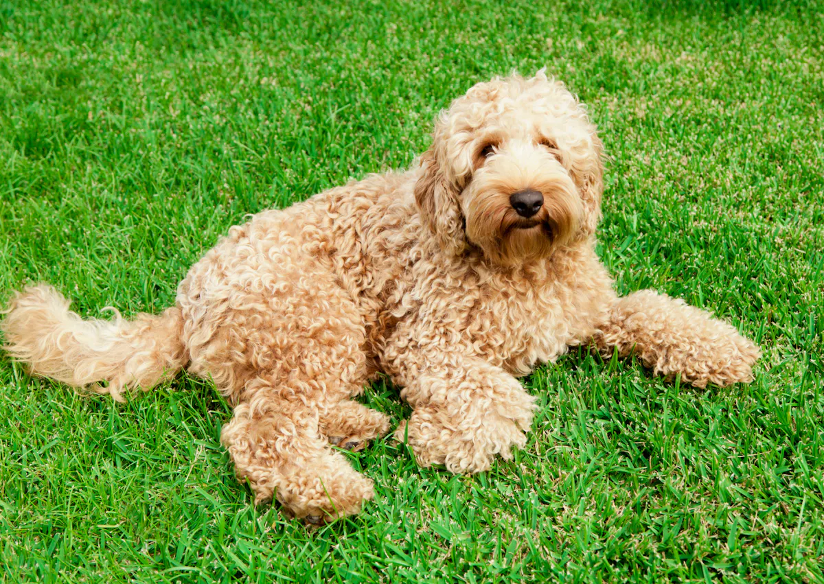 Labradoodle couché dans l'herbe