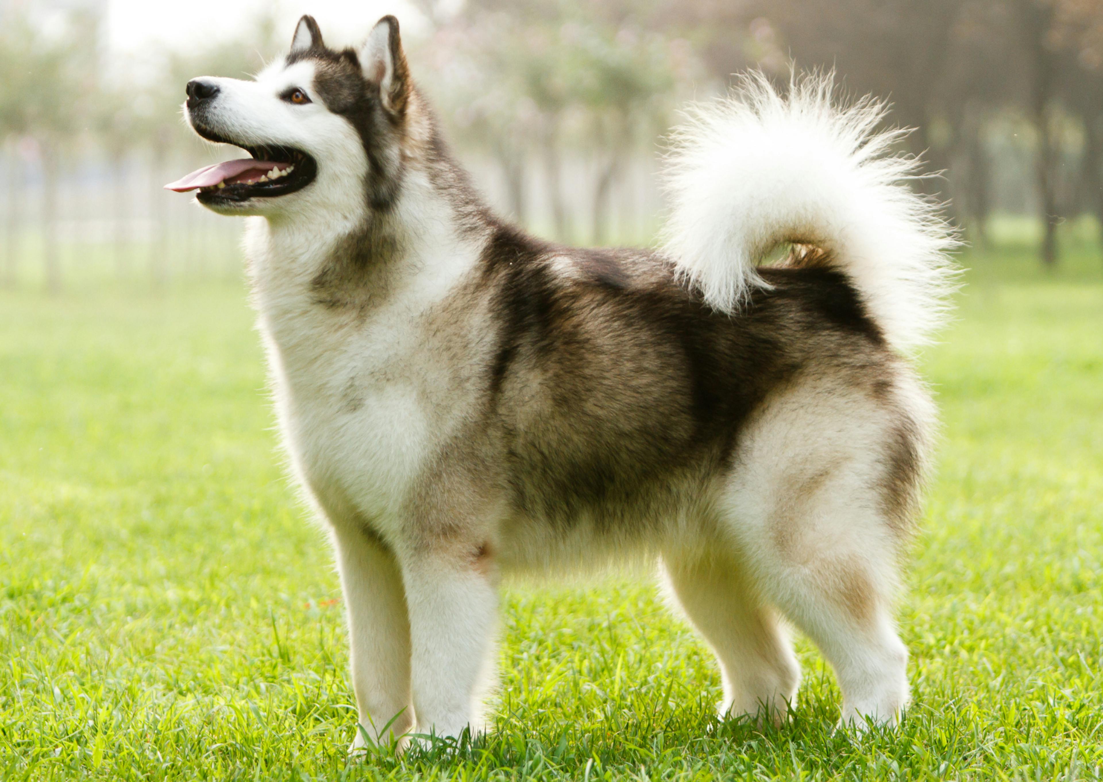 Malamute debout dans l'herbe qui regarde vers le haut