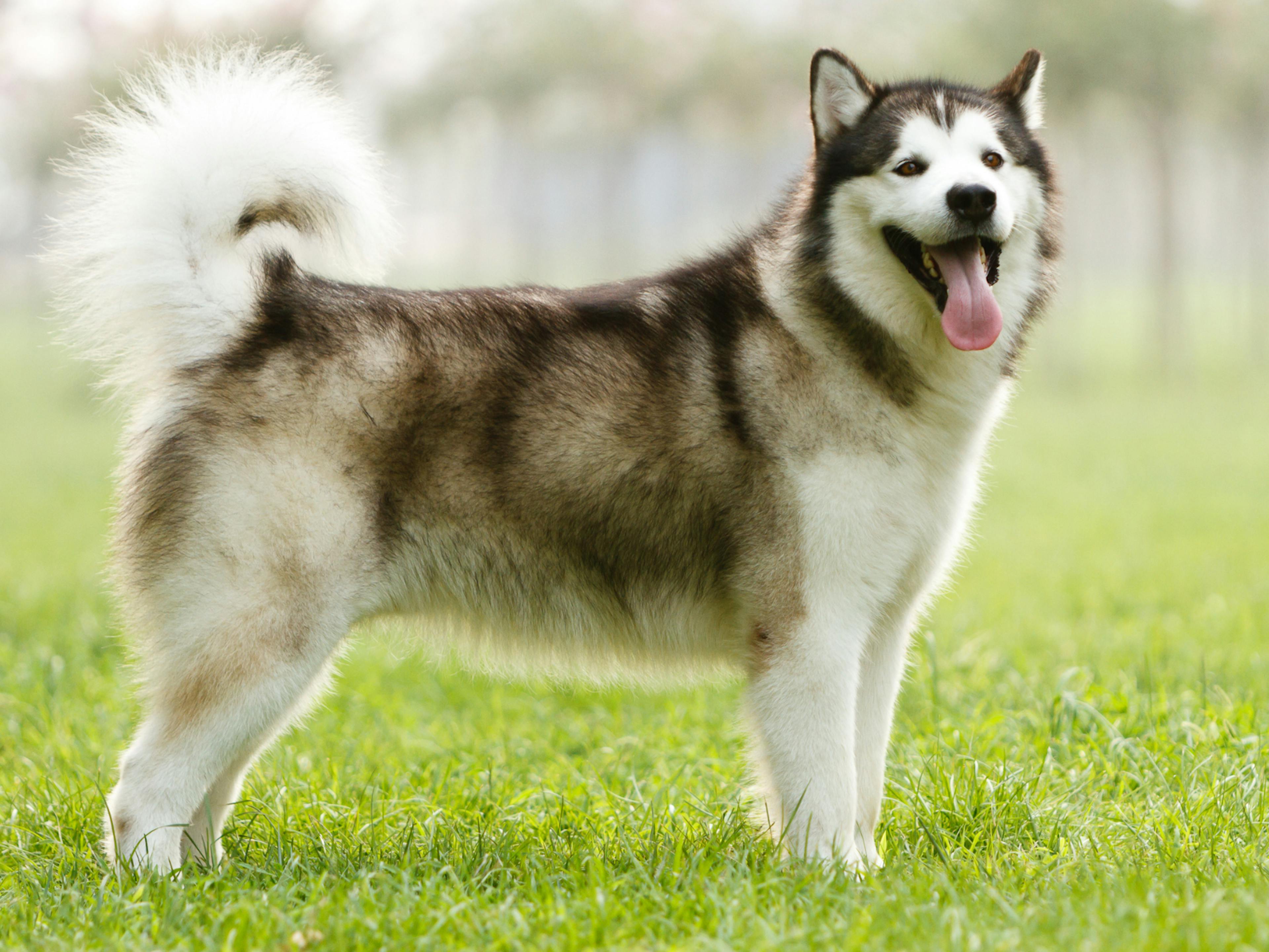 Malamute debout dans l'herbe qui tire la langue