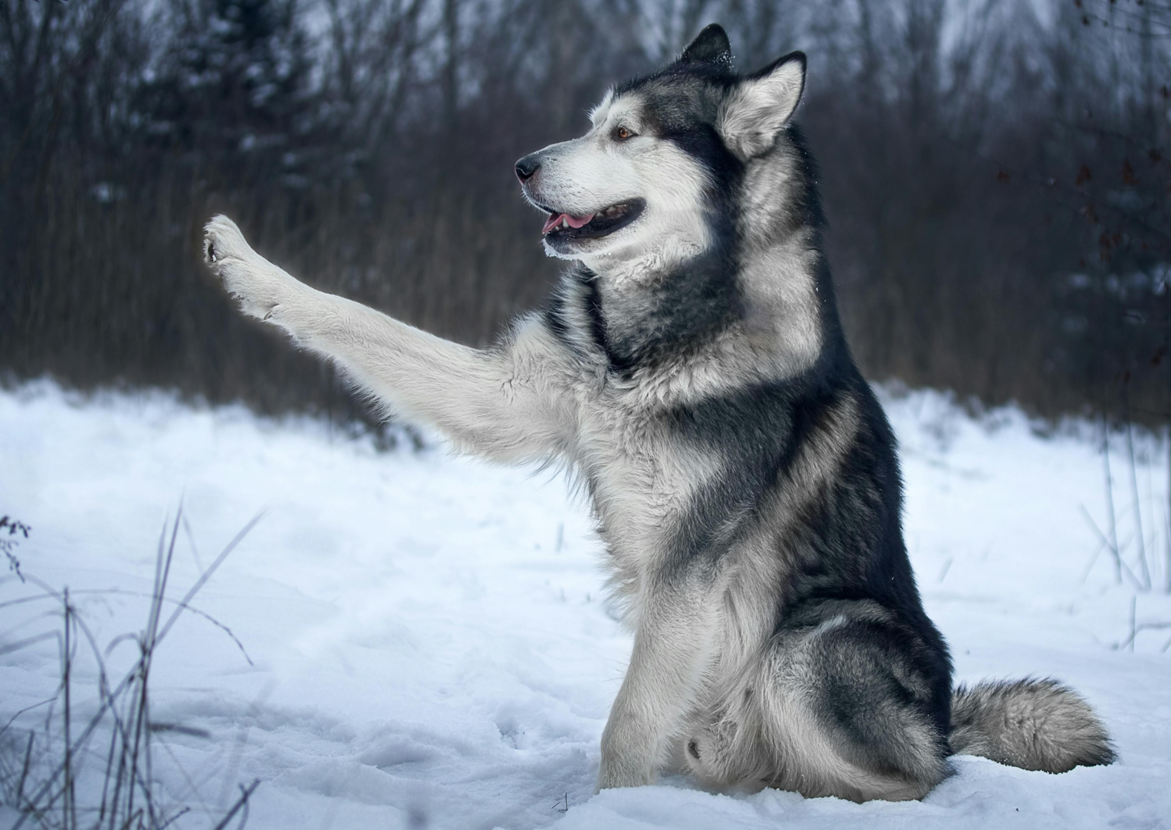 Malamute assis dans la neige qui tend la patte