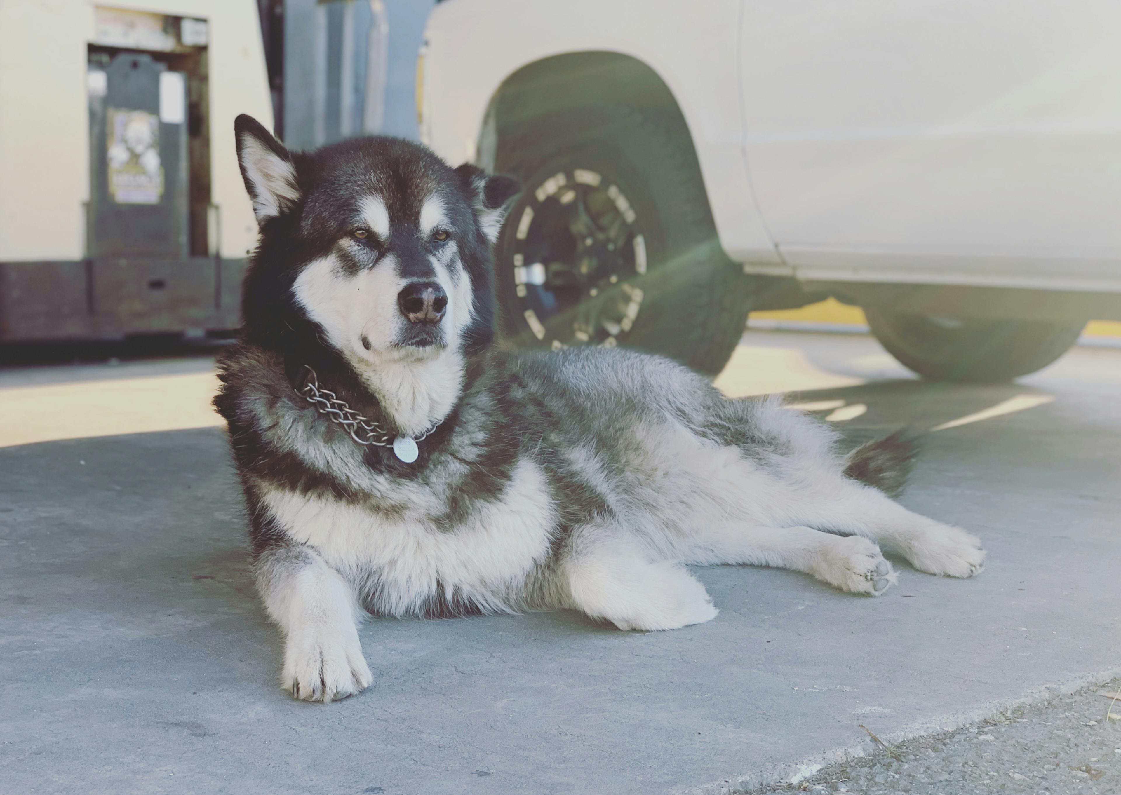 Malamute couché sur le sol et ferme les yeux