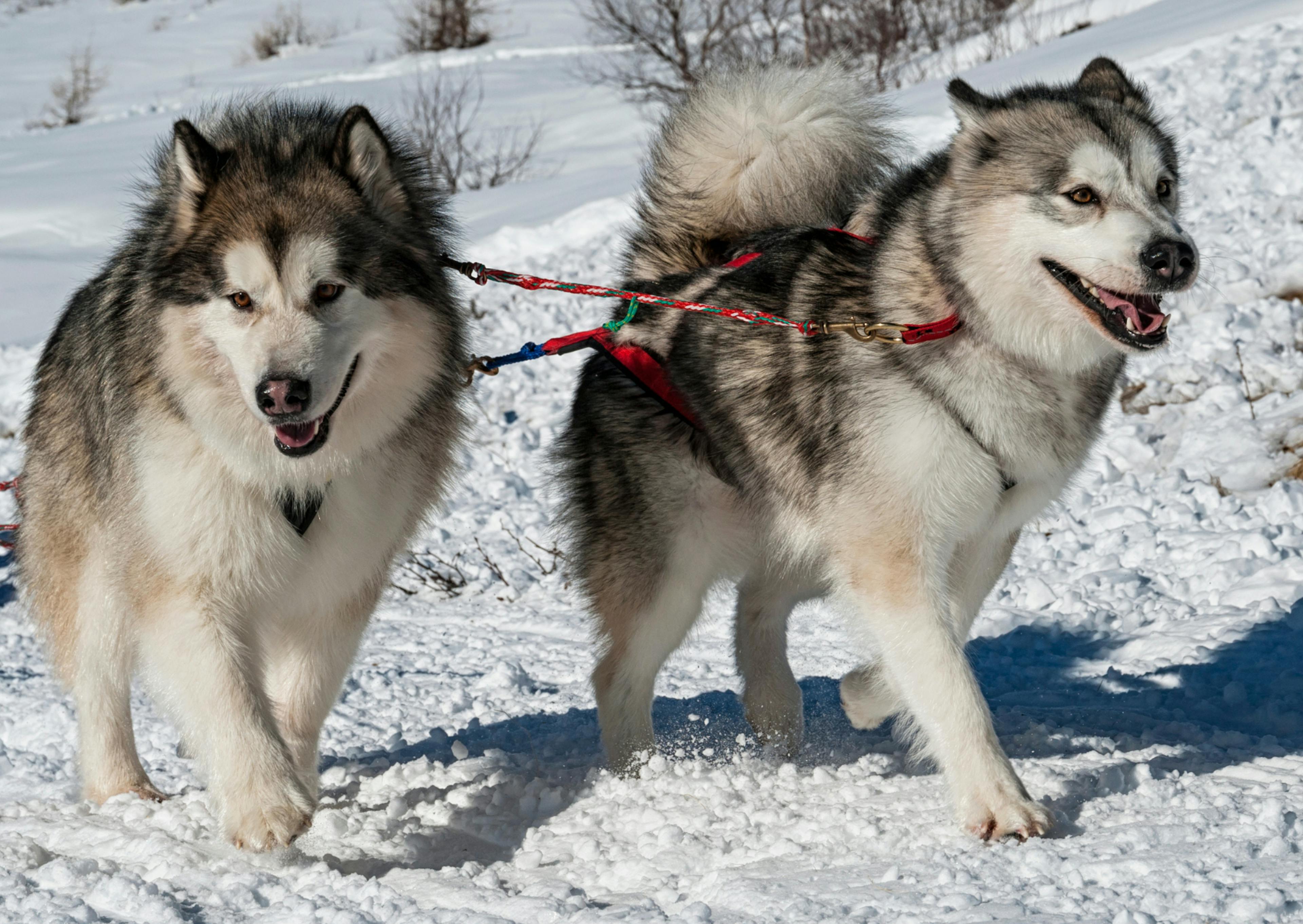 2 Malamute qui courent dans la neige