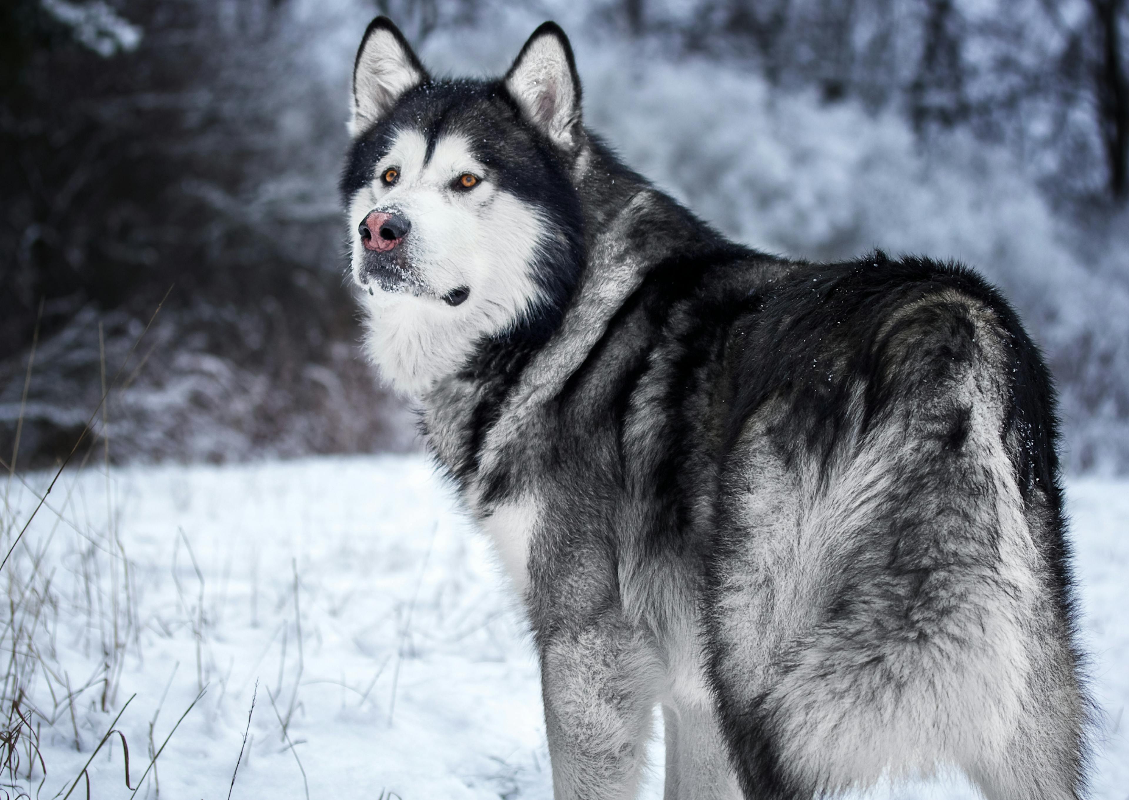 Malamute debout dans la neige qui regarde en arrière 