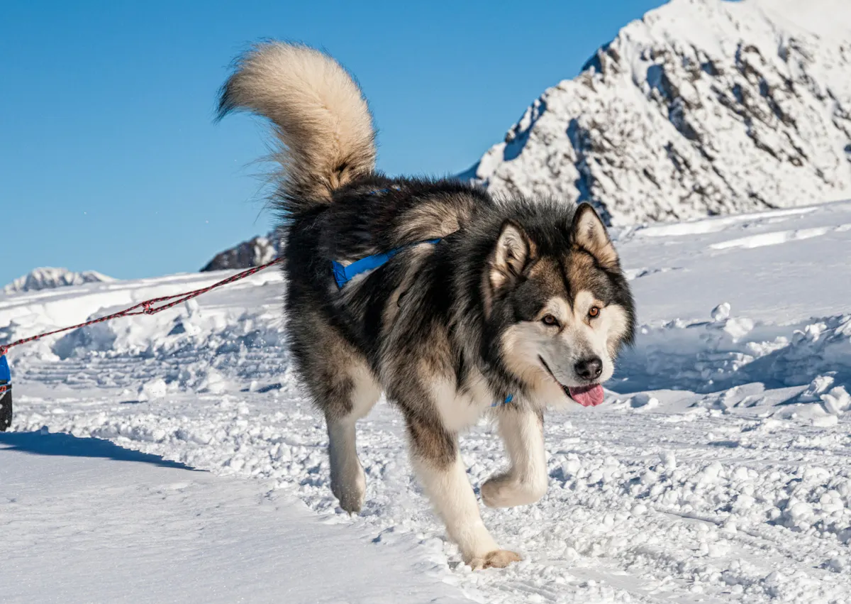 Malamute qui court dans la neige