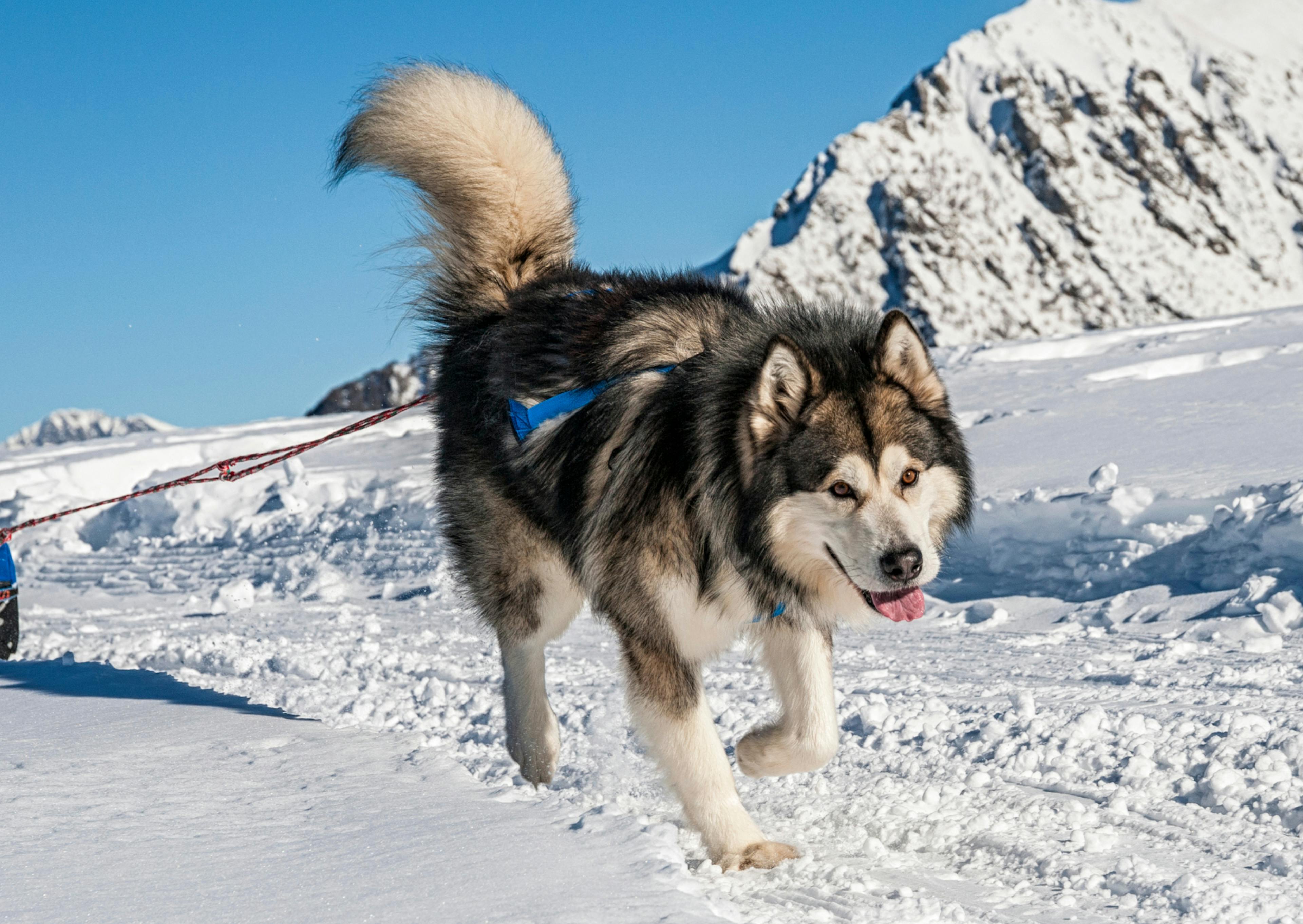 Malamute qui court dans la neige 