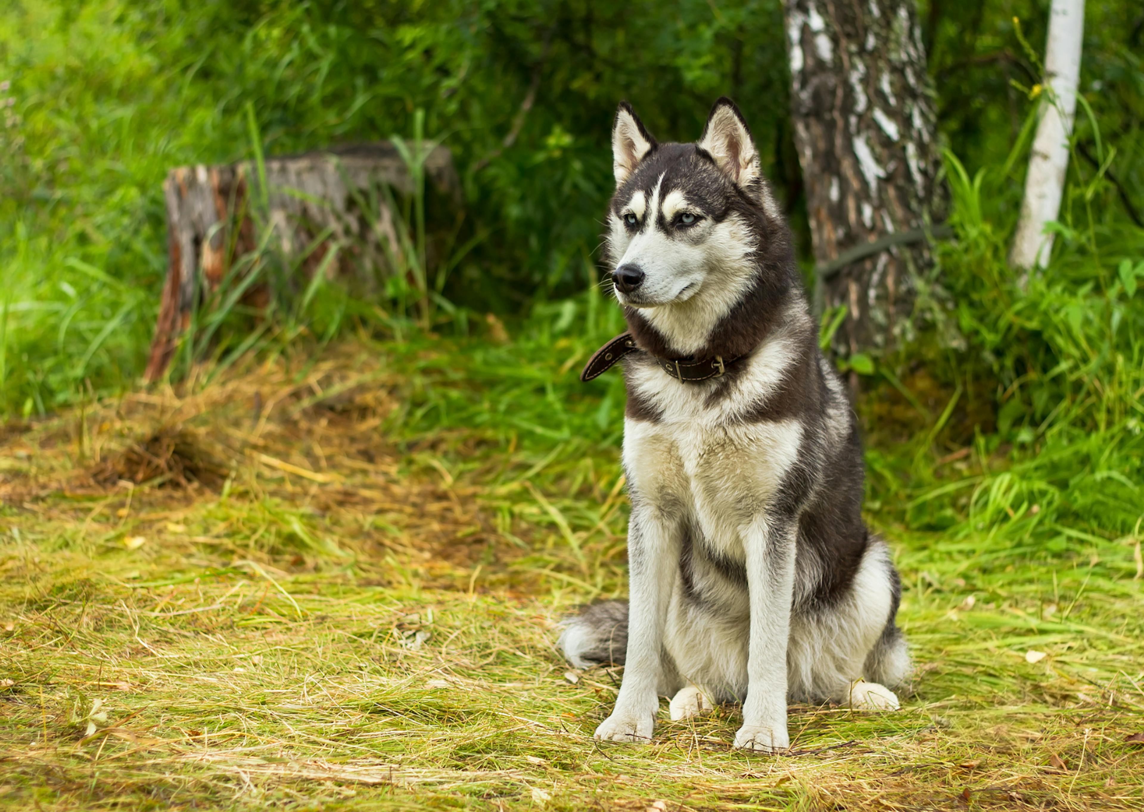 Malamute assis dans la forêt