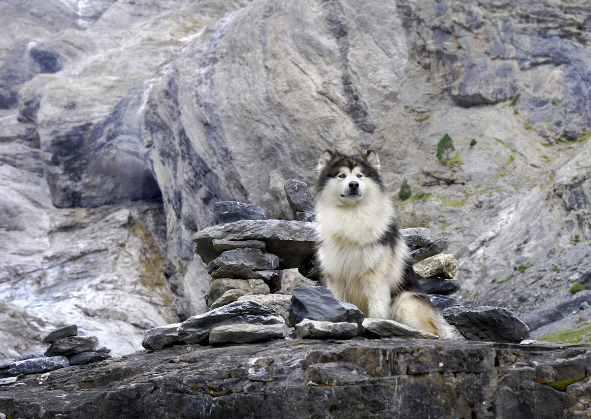 Malamute assis sur une gros rocher