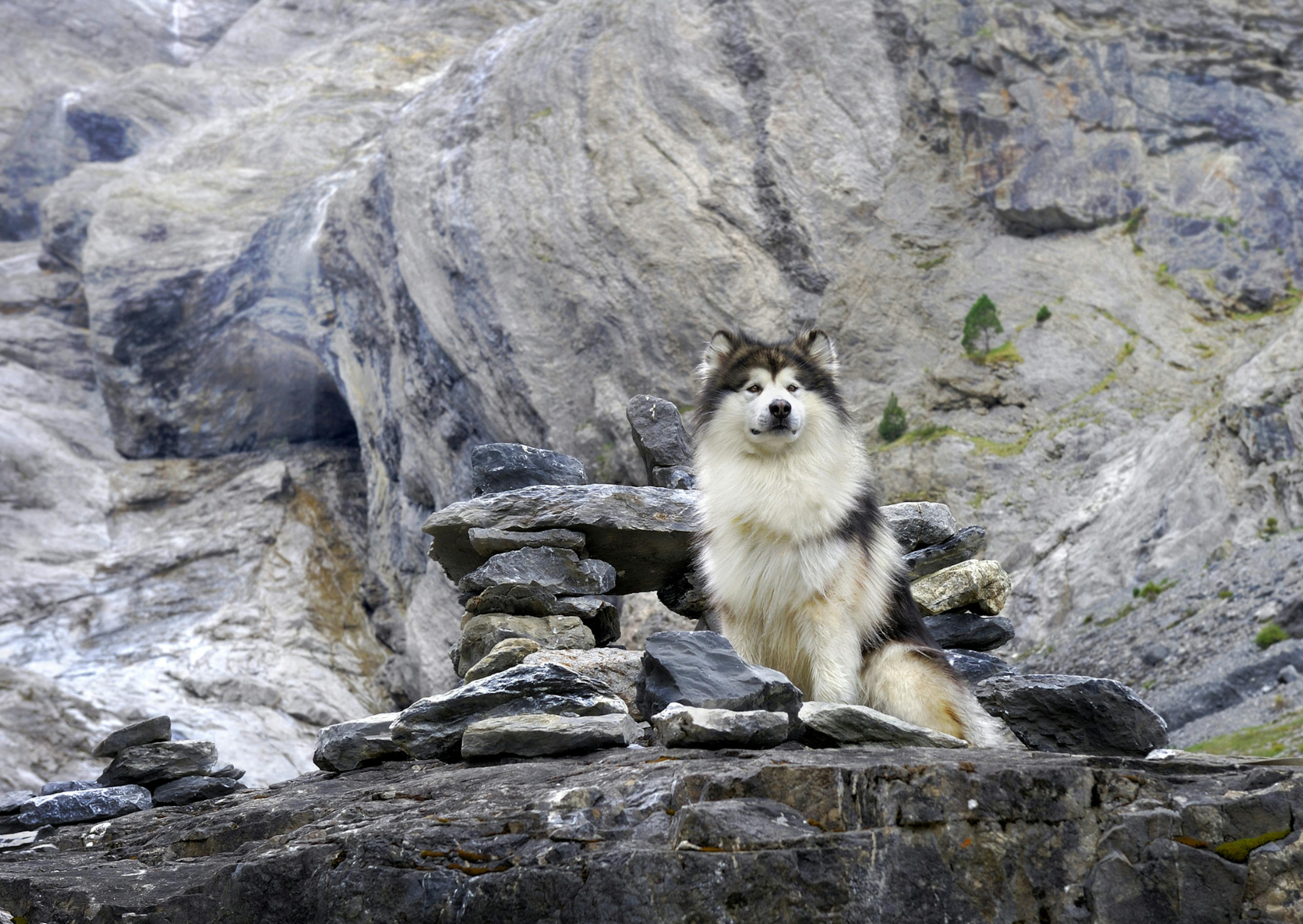 Malamute assis sur une gros rocher