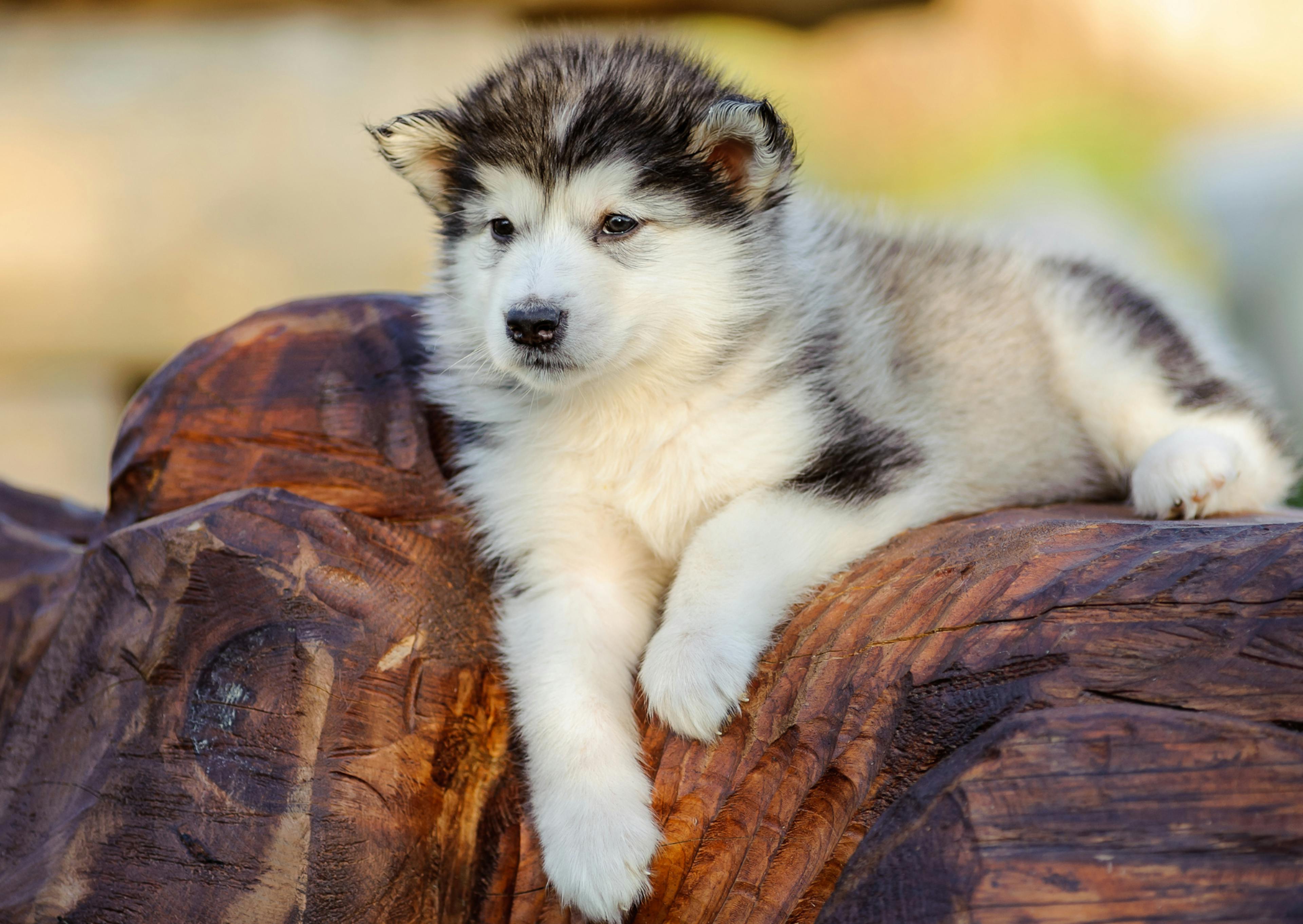 Malamute chiot couché 