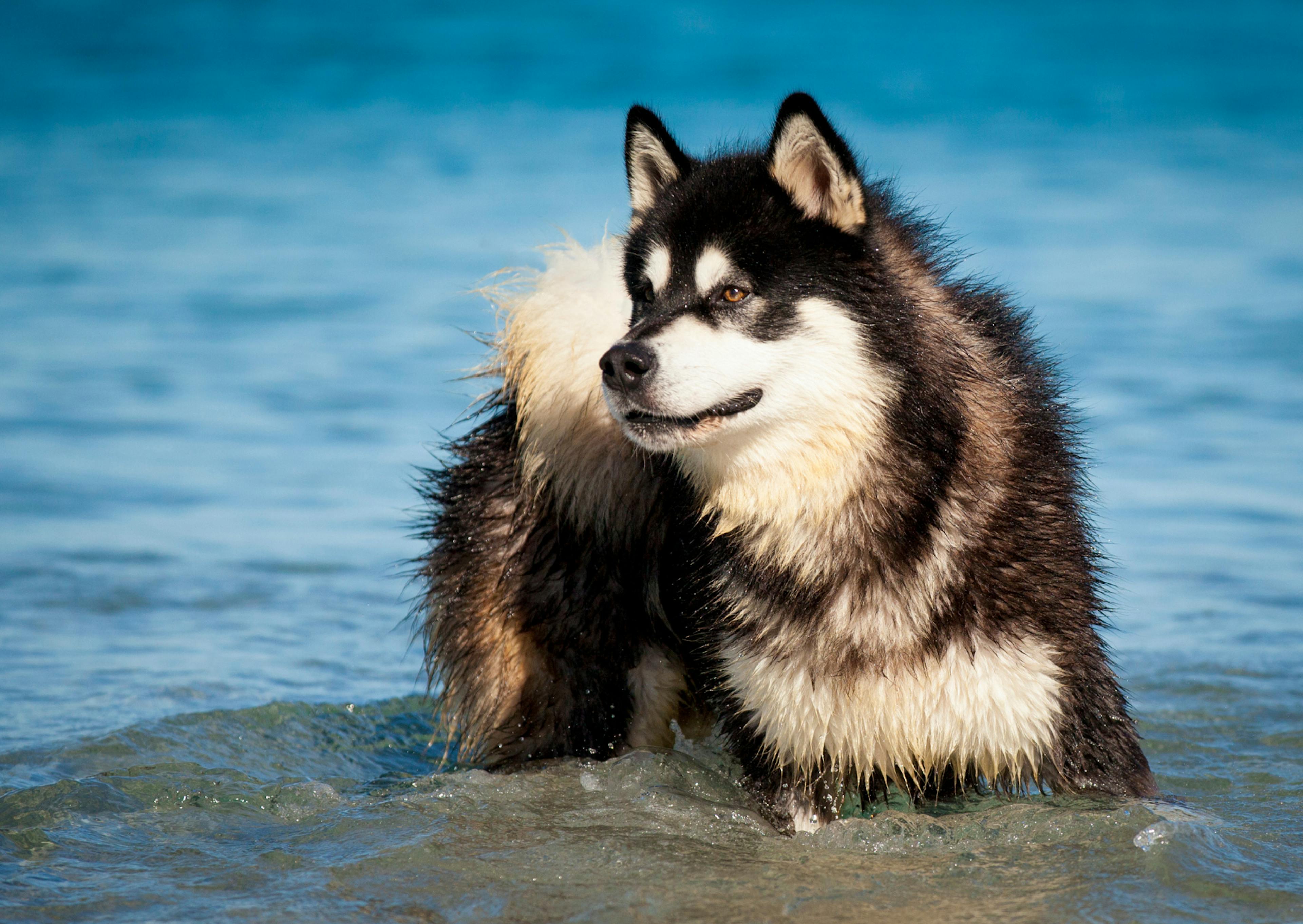 Malamute dans l'eau 