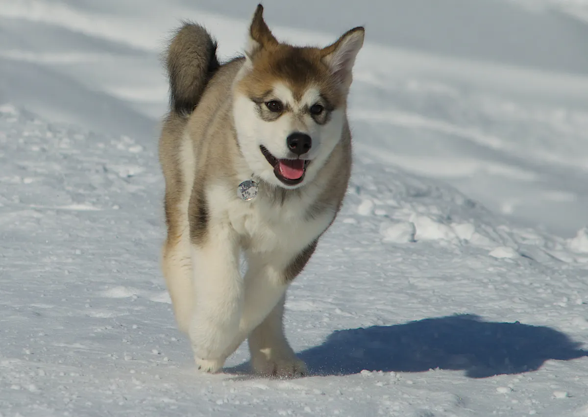 jeune malamute qui court dans la neige
