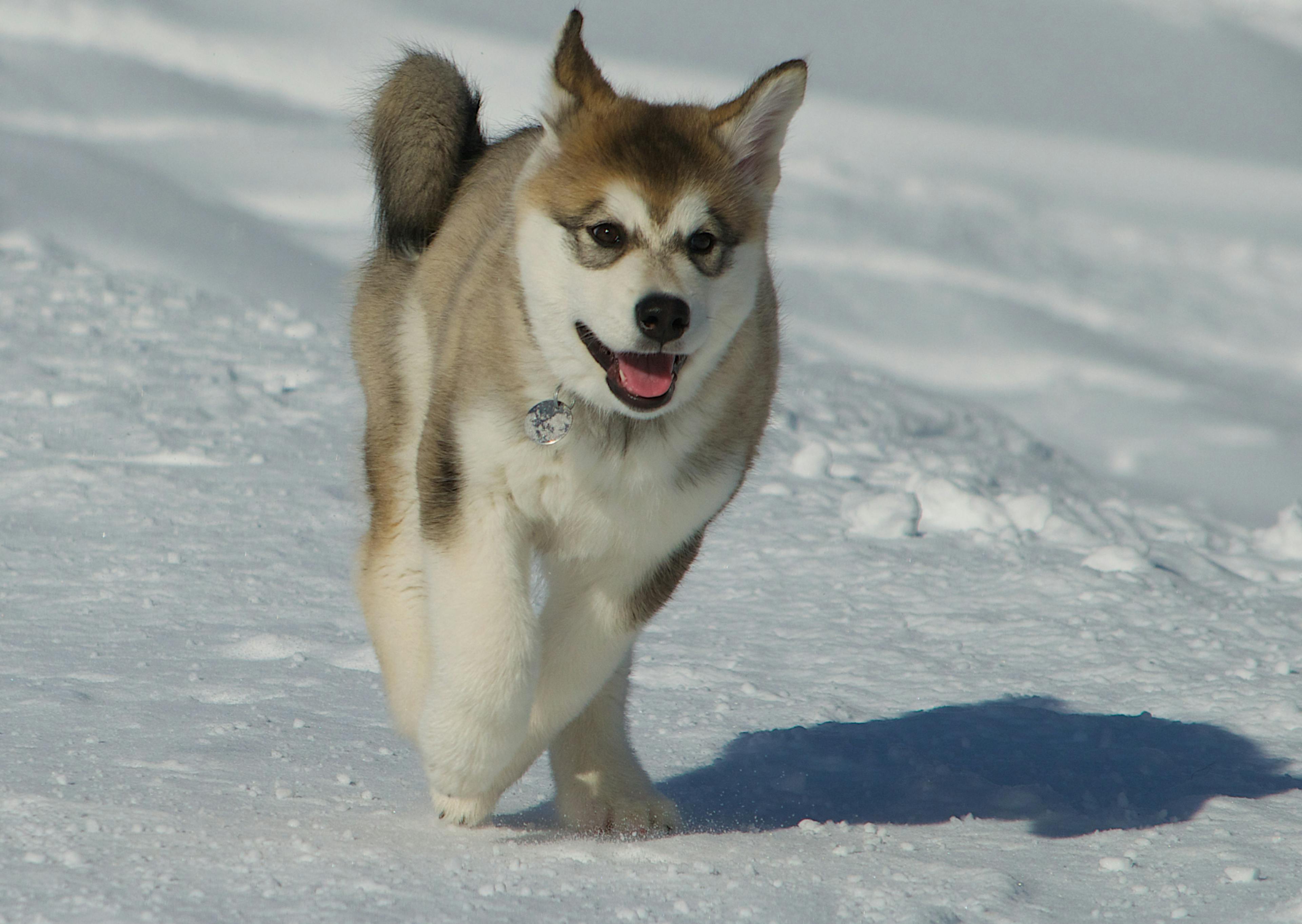 jeune malamute qui court dans la neige 