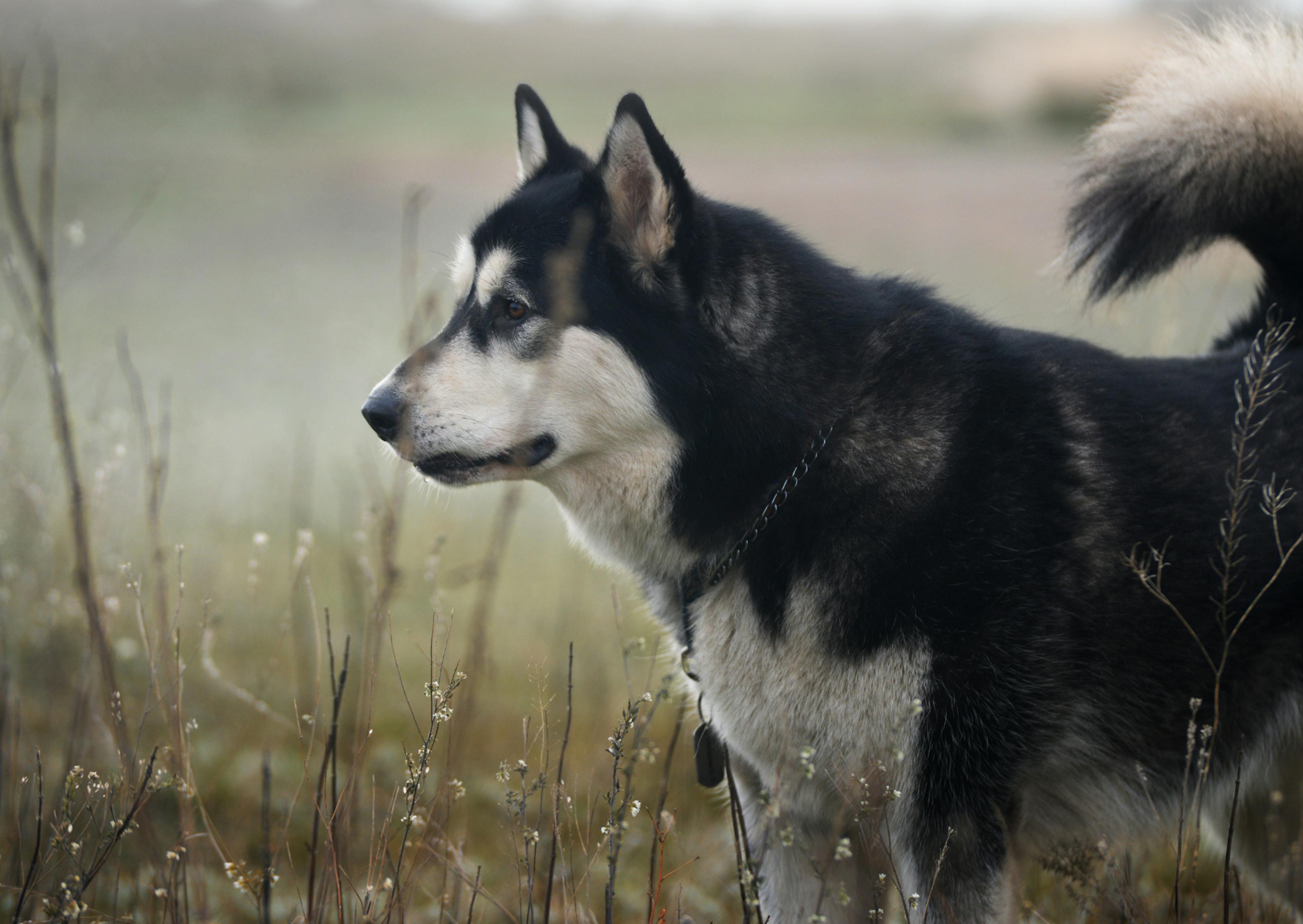 Malamute debout qui regarde au loin