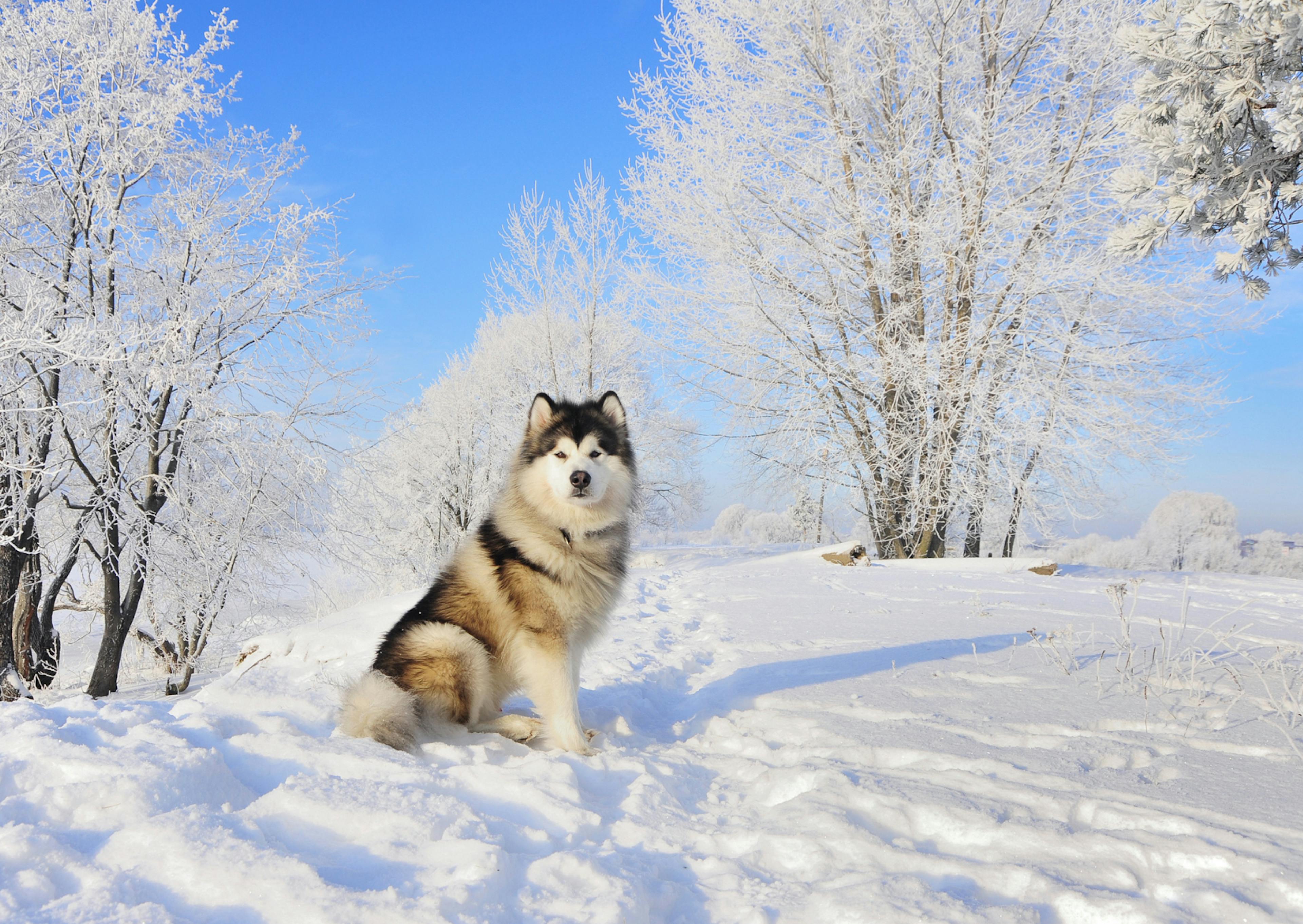 Malamute assis dans la neige