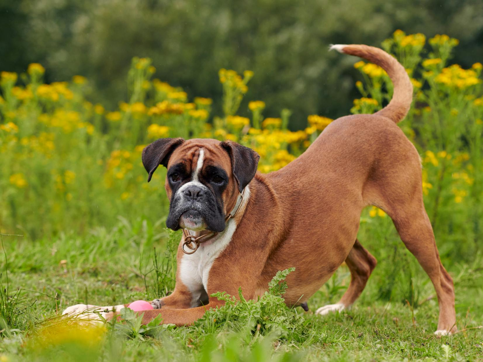 Boxer couché qui veut jouer