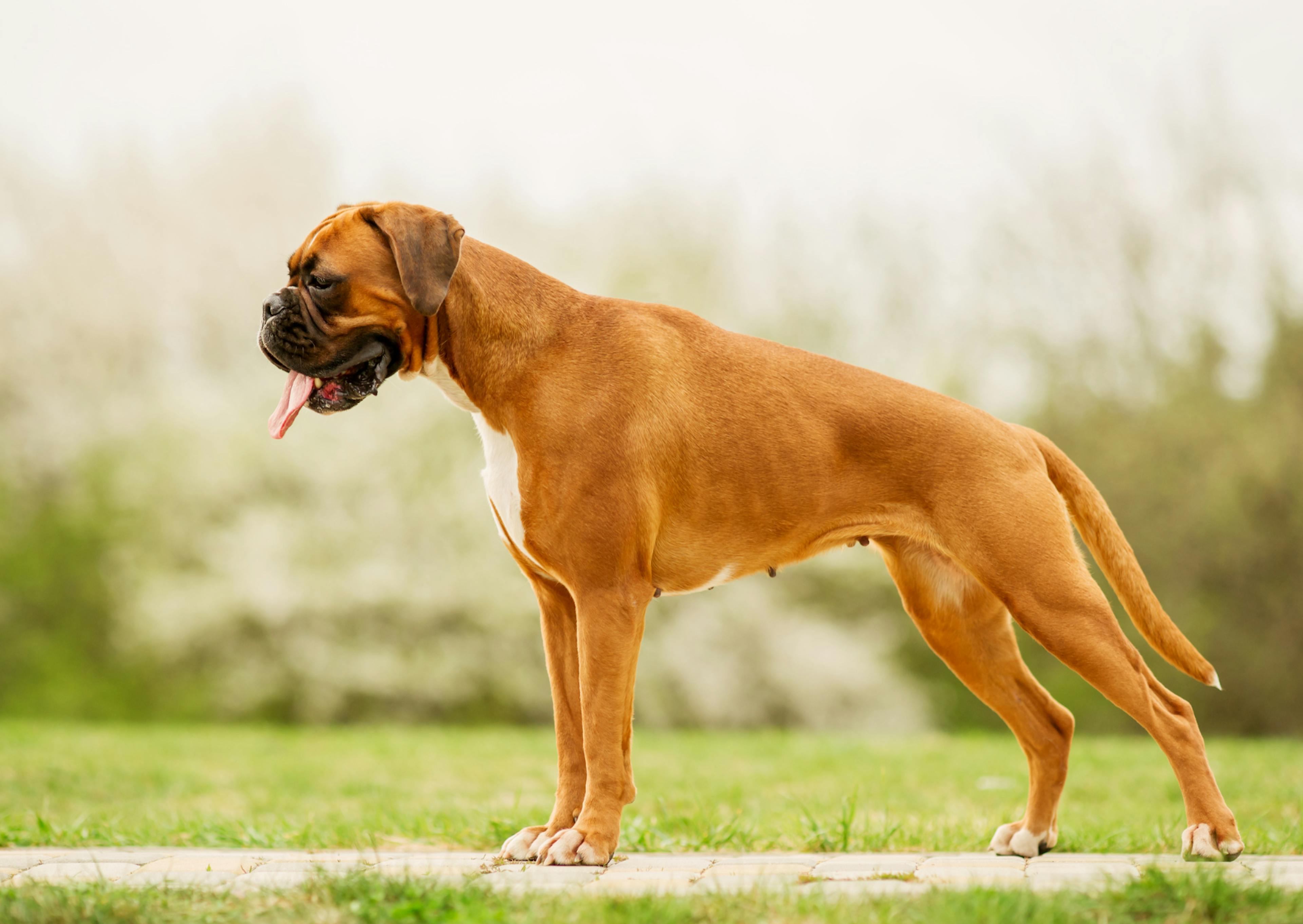 Boxer qui regarde vers le bas et est debout dehors