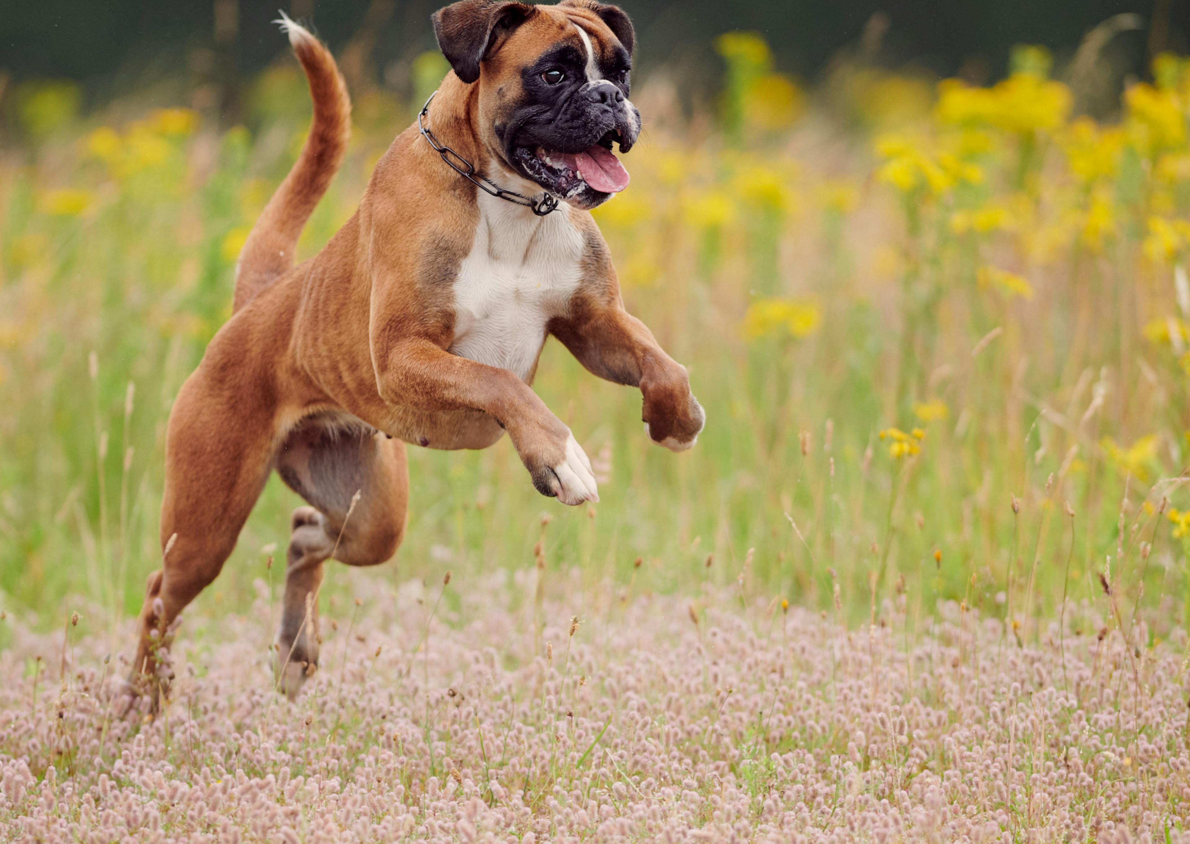 Boxer qui saute dehors