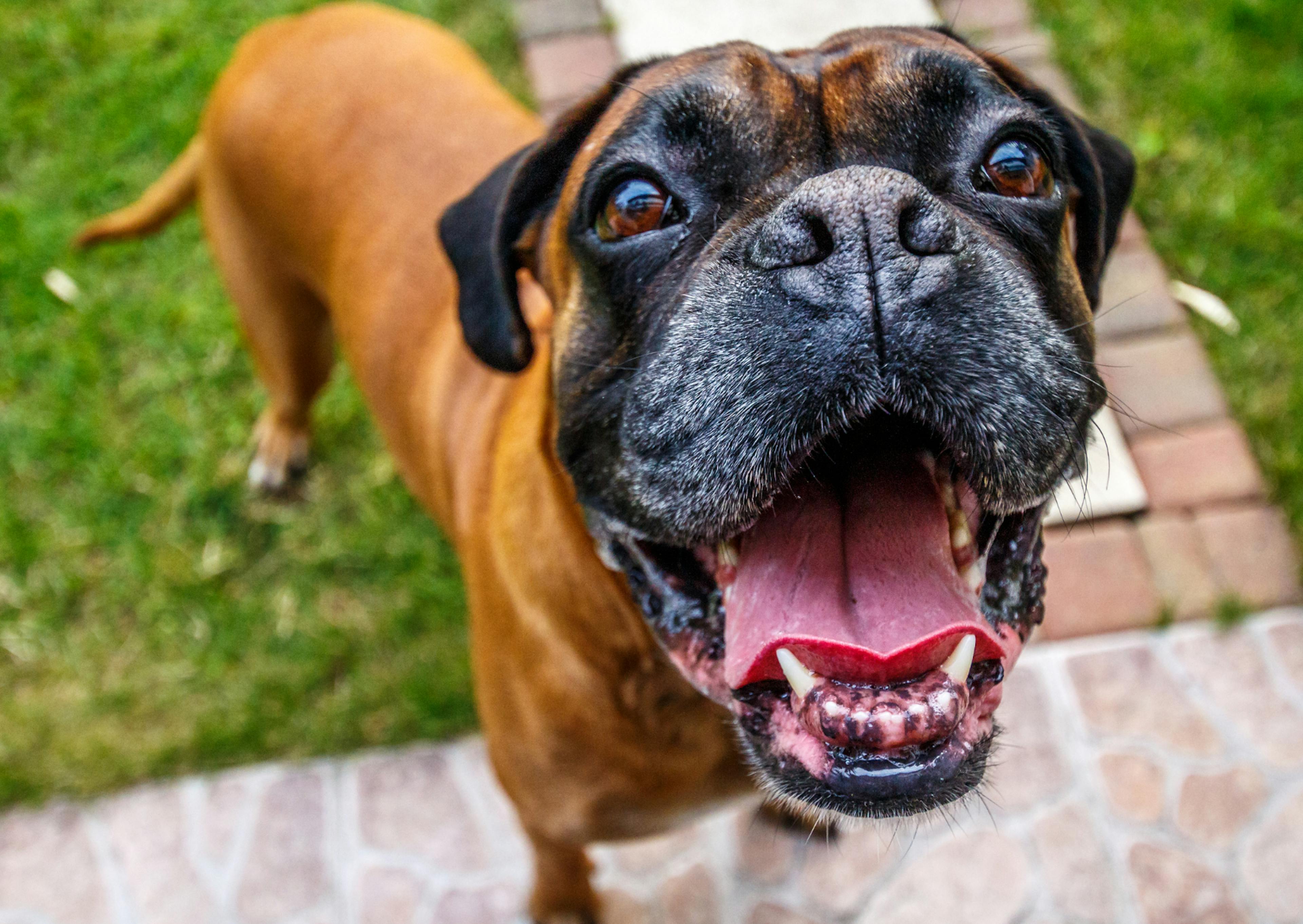 Boxer qui souris à la caméra