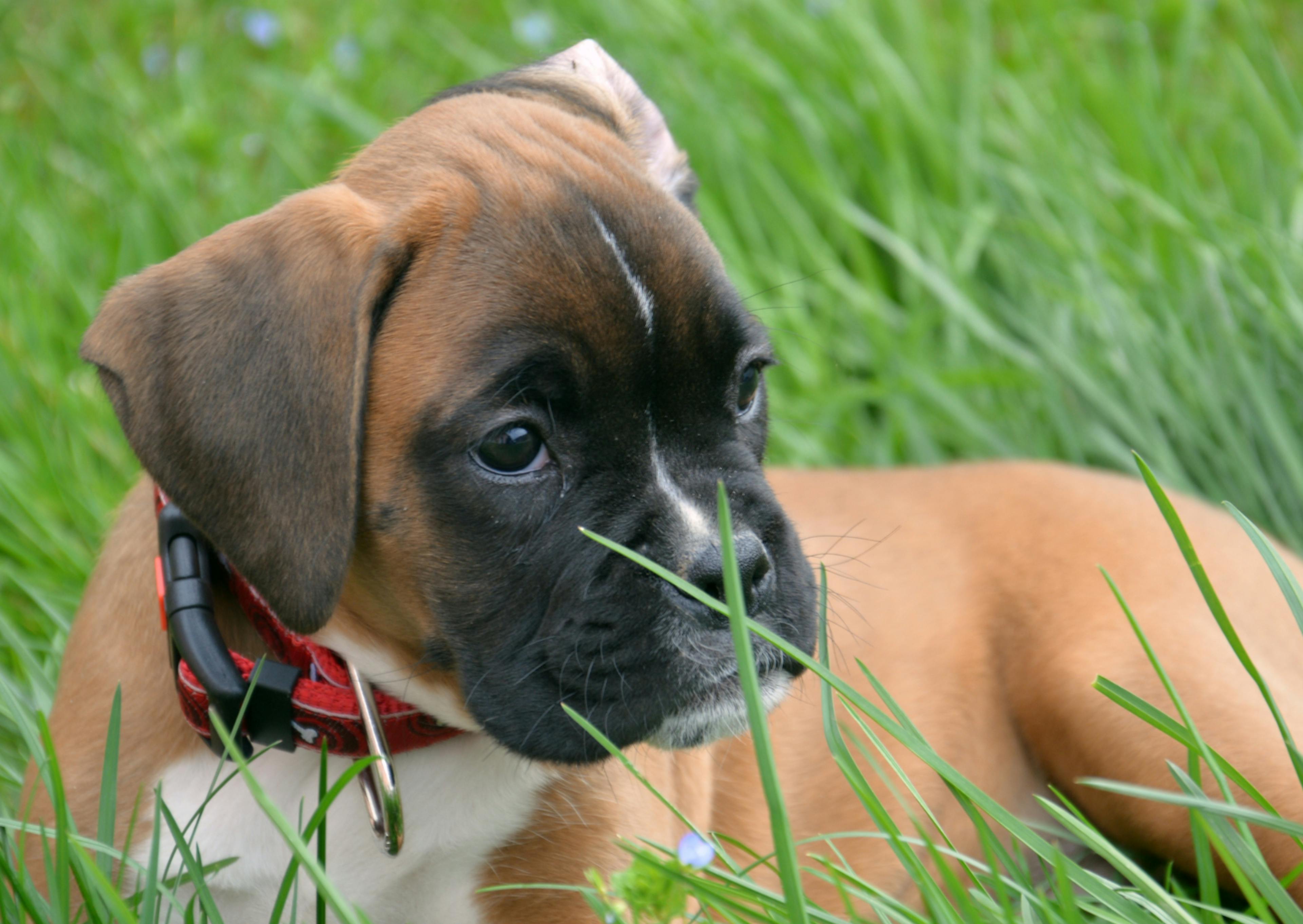 Boxer chiot chouché dans l'herbe et attentif