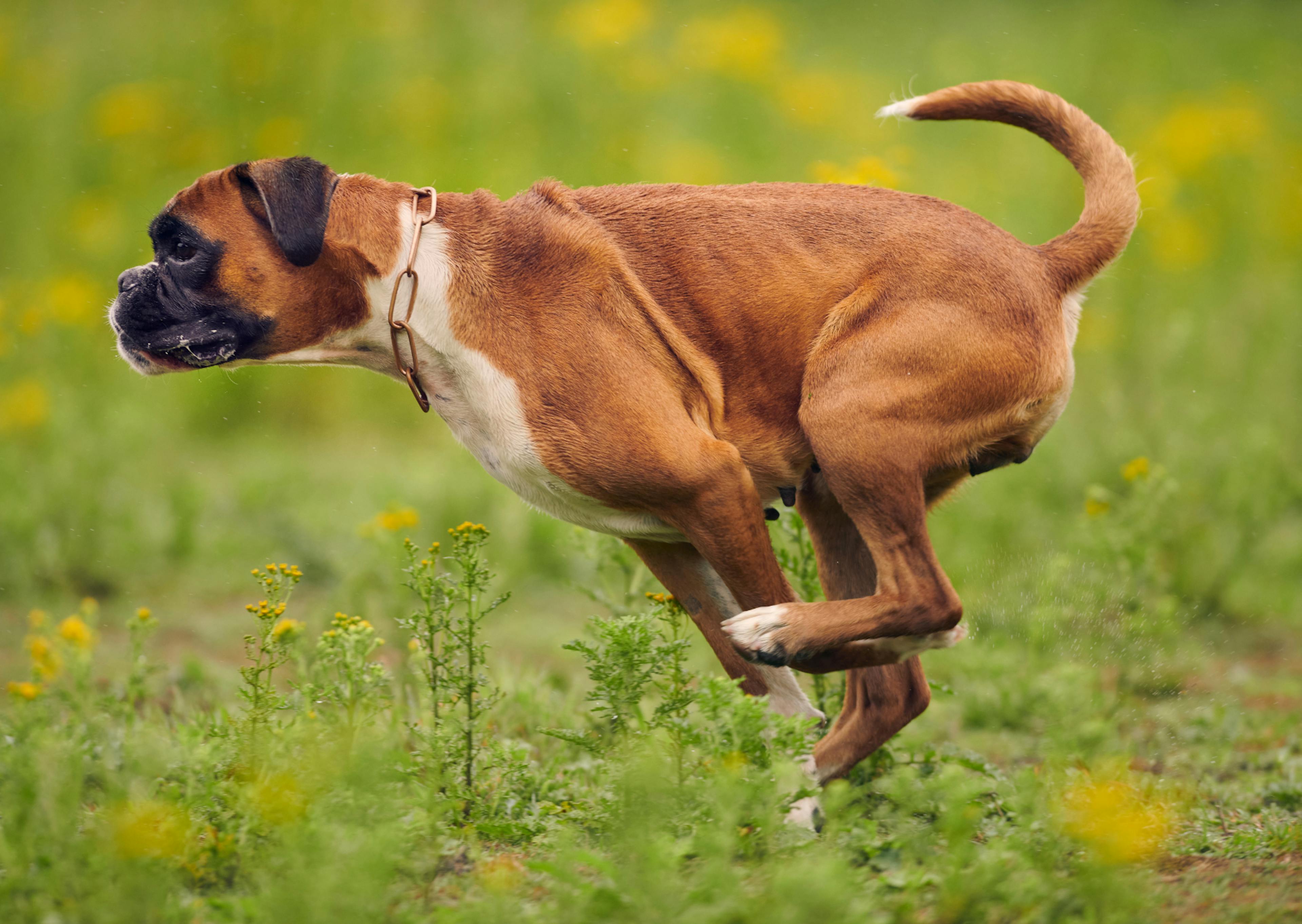 Boxer qui court vite dans l'herbe très vite