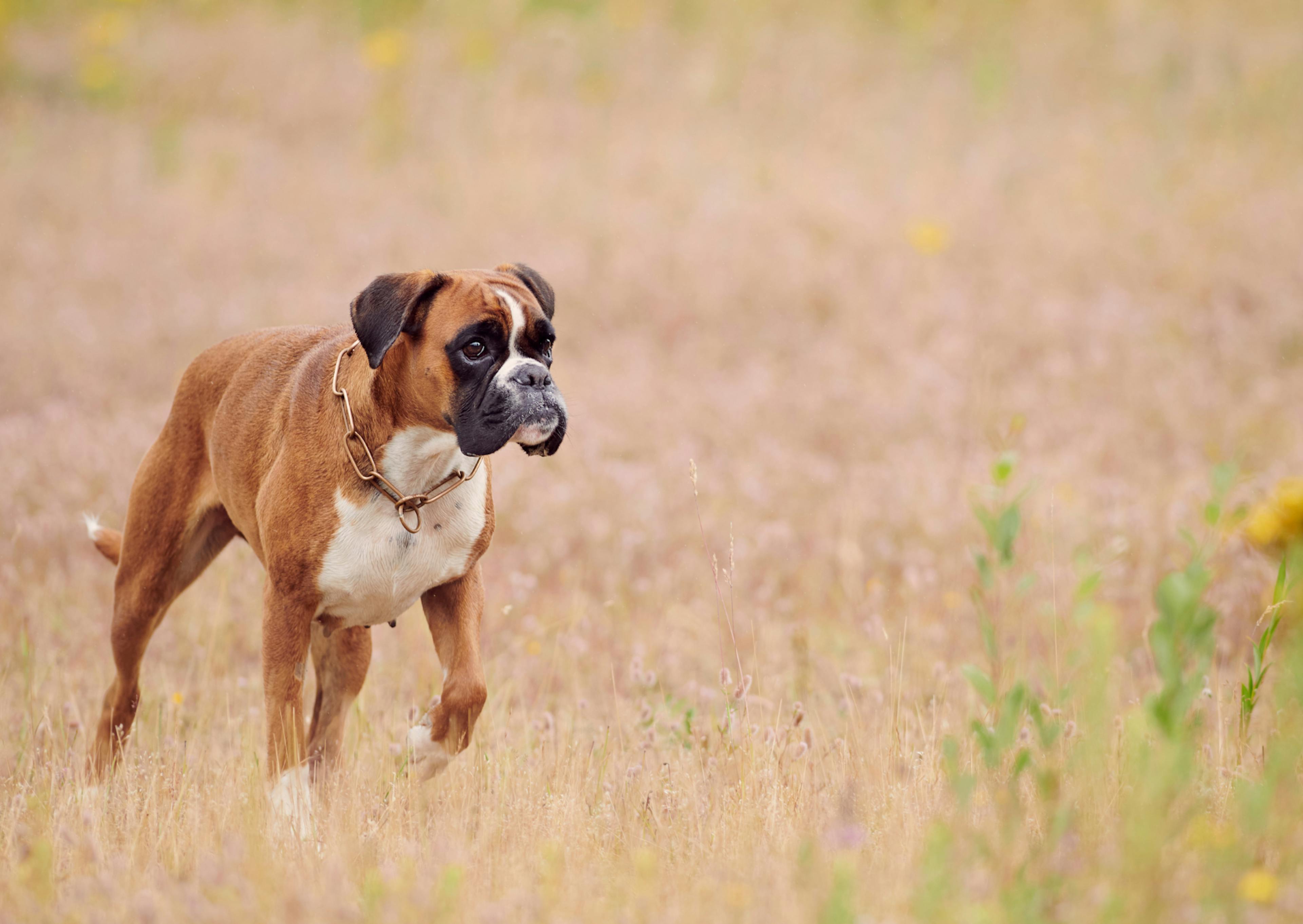 Boxer qui court dans les champs