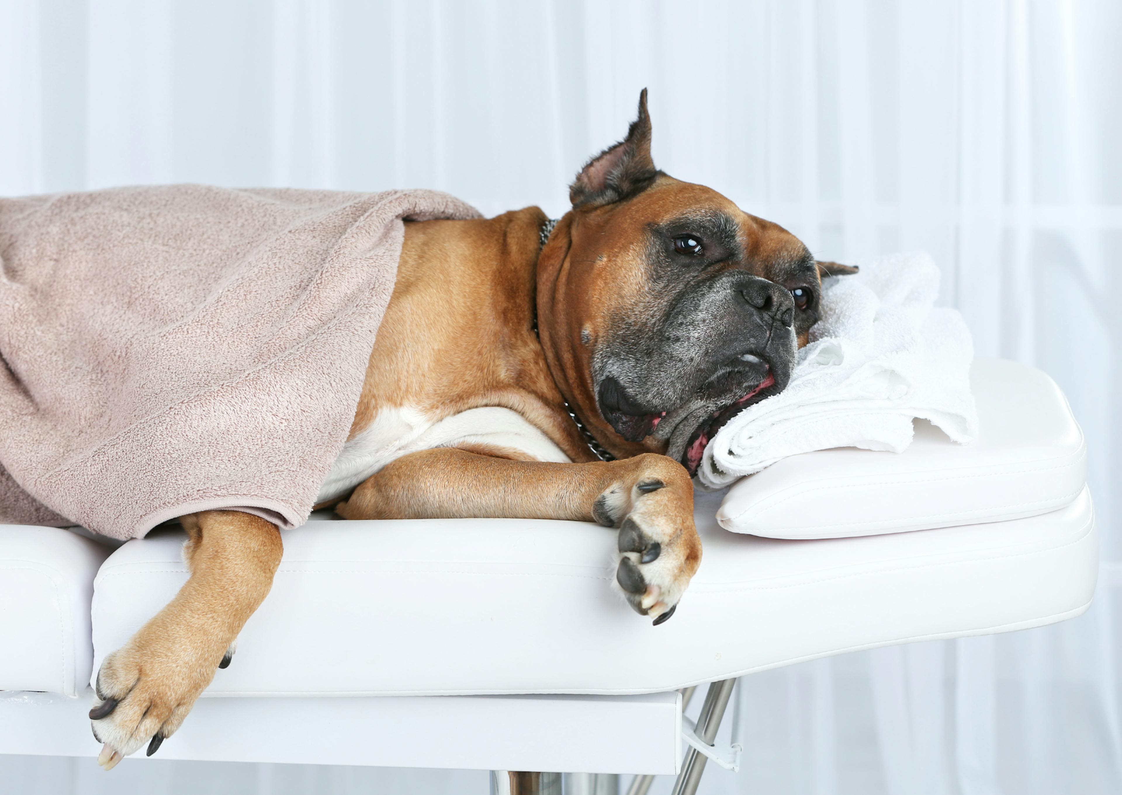 Boxer couché avec une couverture sur lui