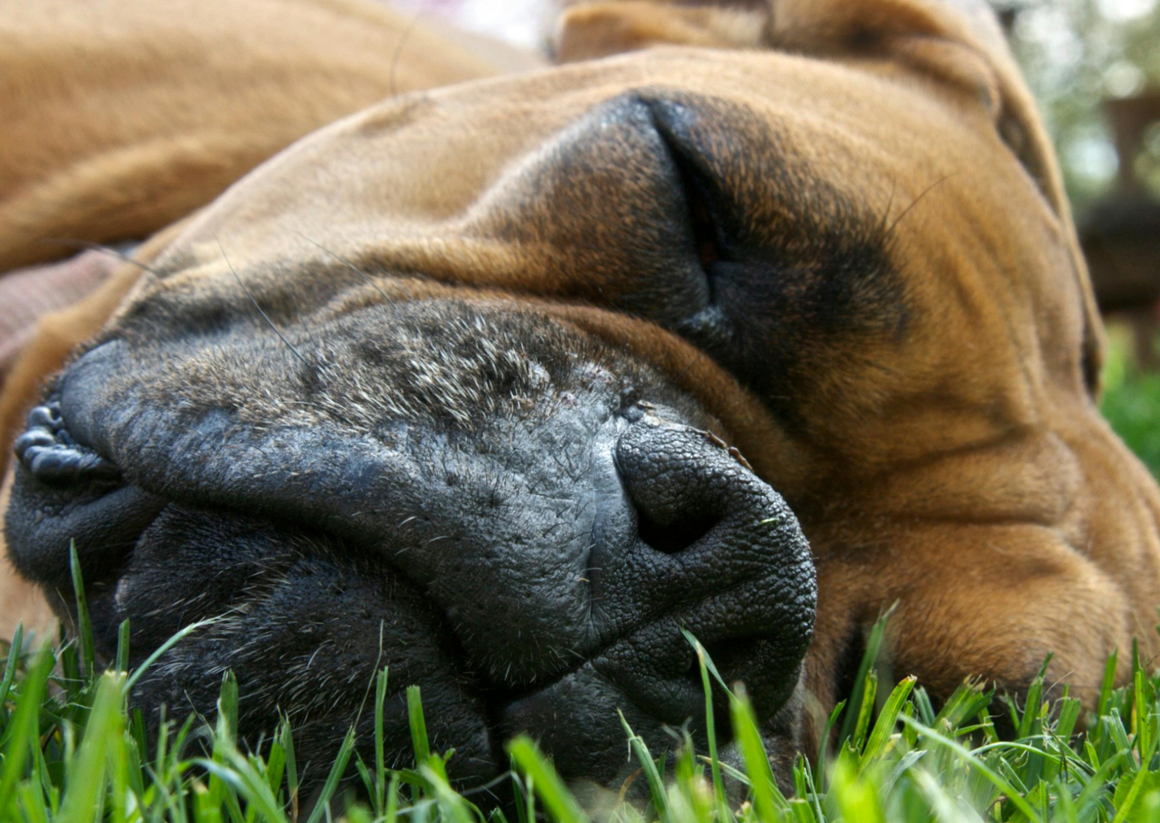 Boxer qui dors dans l'herbe, on ne voit que sa tête