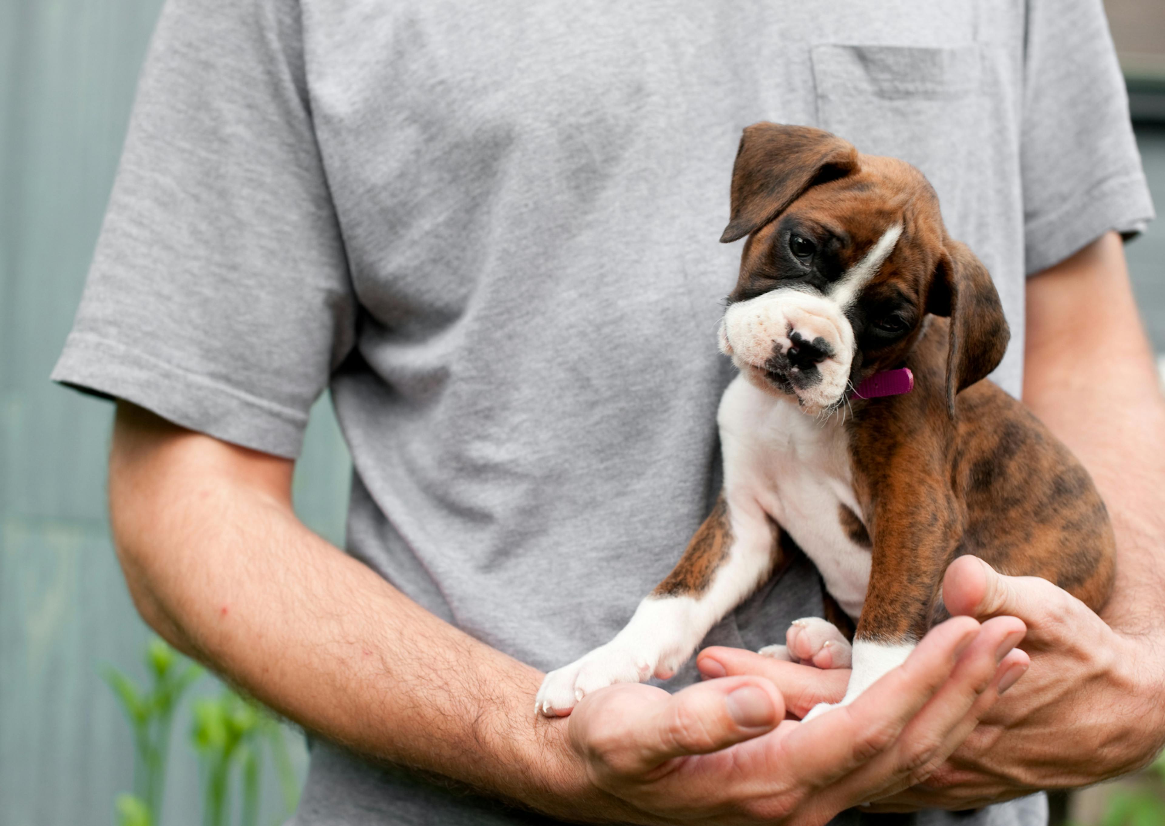 Boxer chiot dans les bras de son maître qui regarde vers le bas