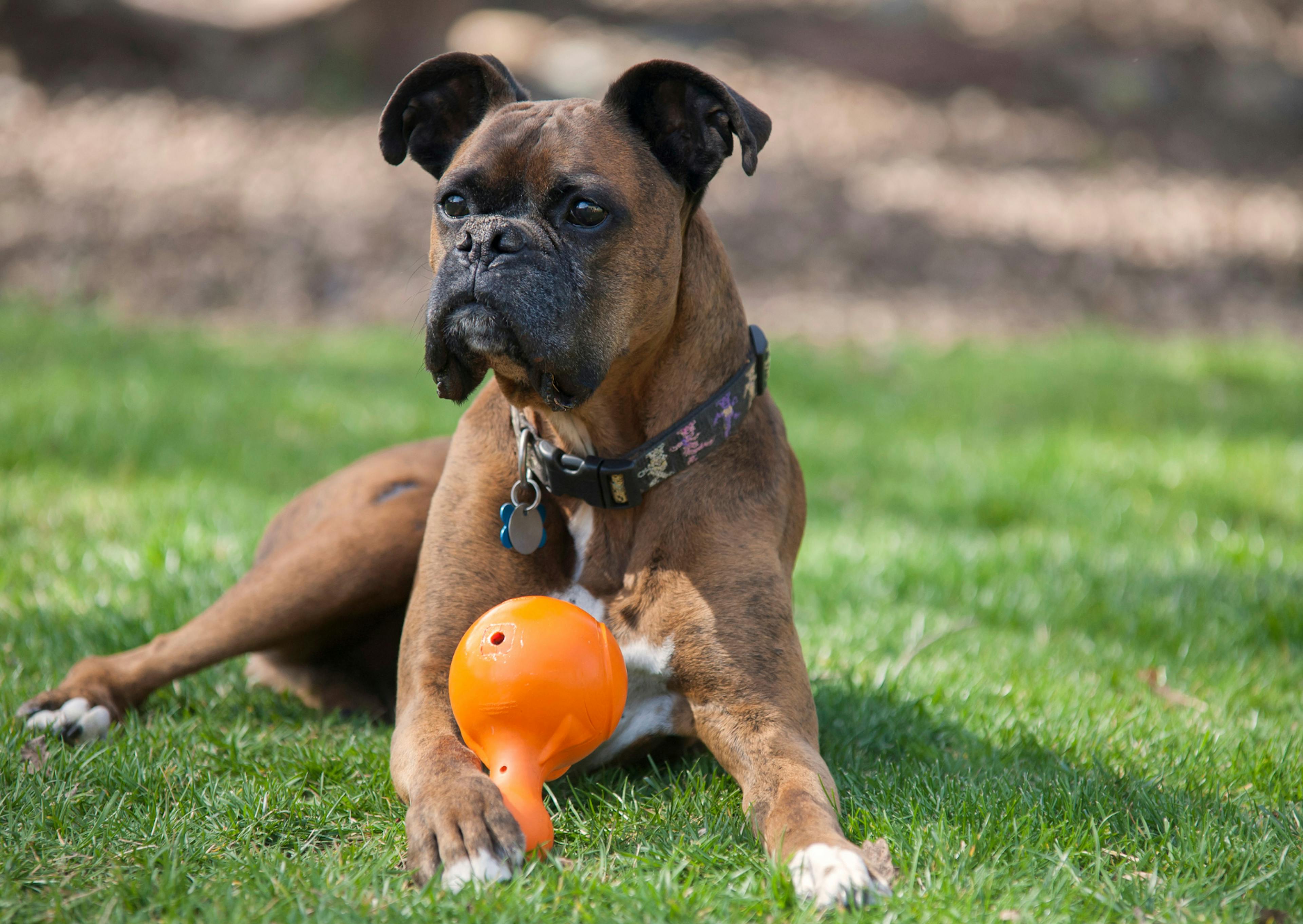 Boxer avec son jouet attentif à ce qu'il se passe autours de lui