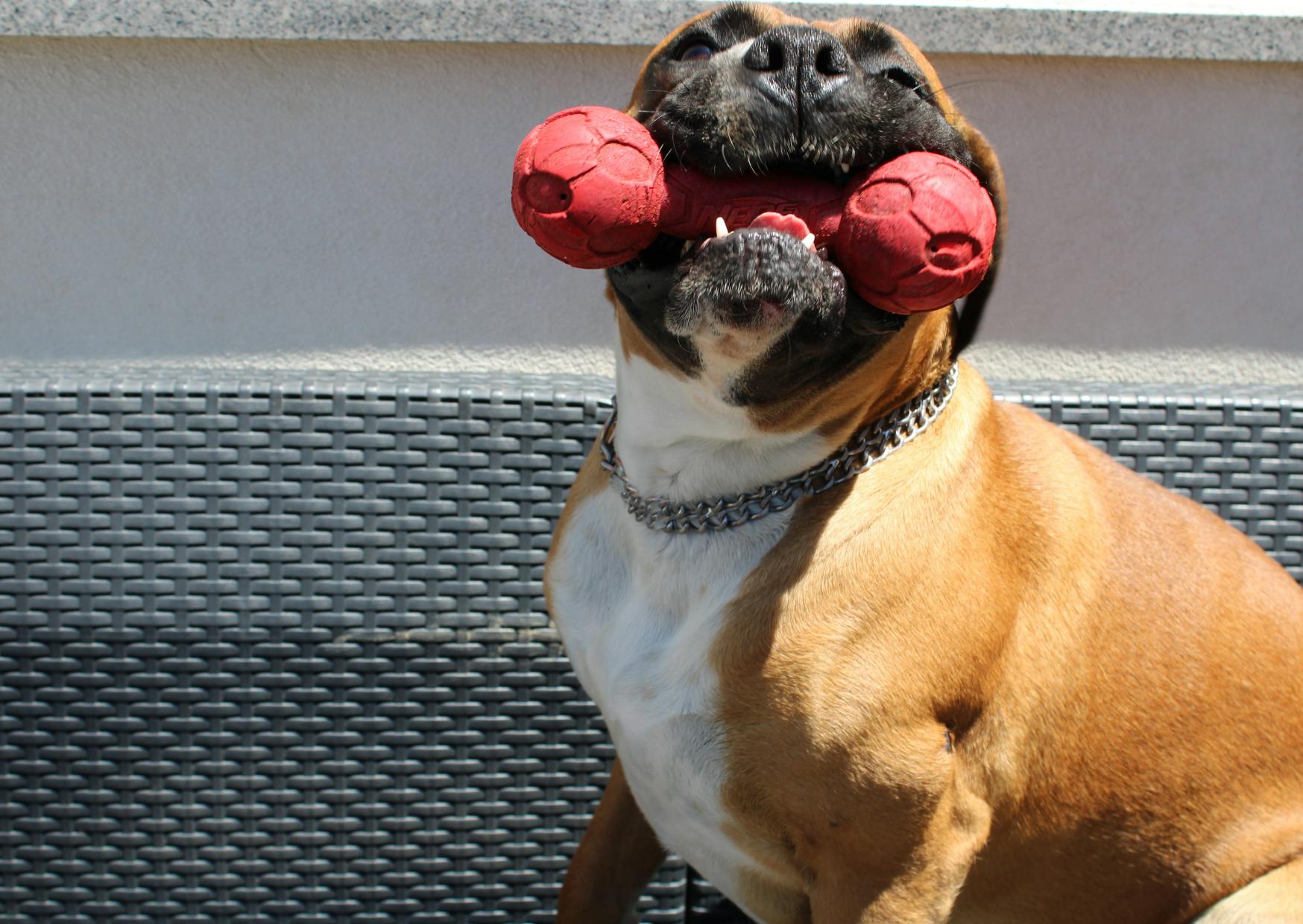Boxer avec son jouet dans la gueule