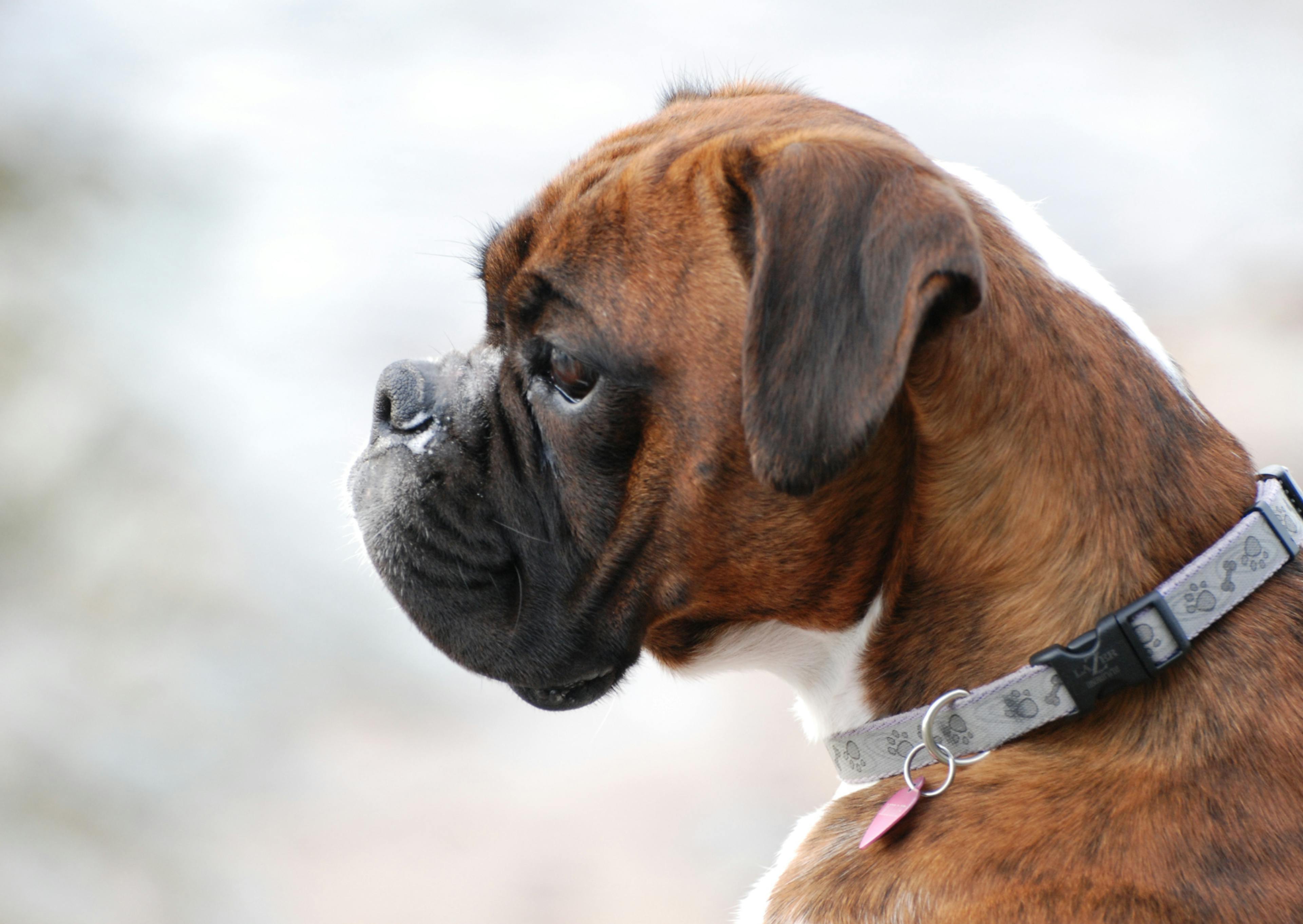 Boxer qui regarde vers le bas