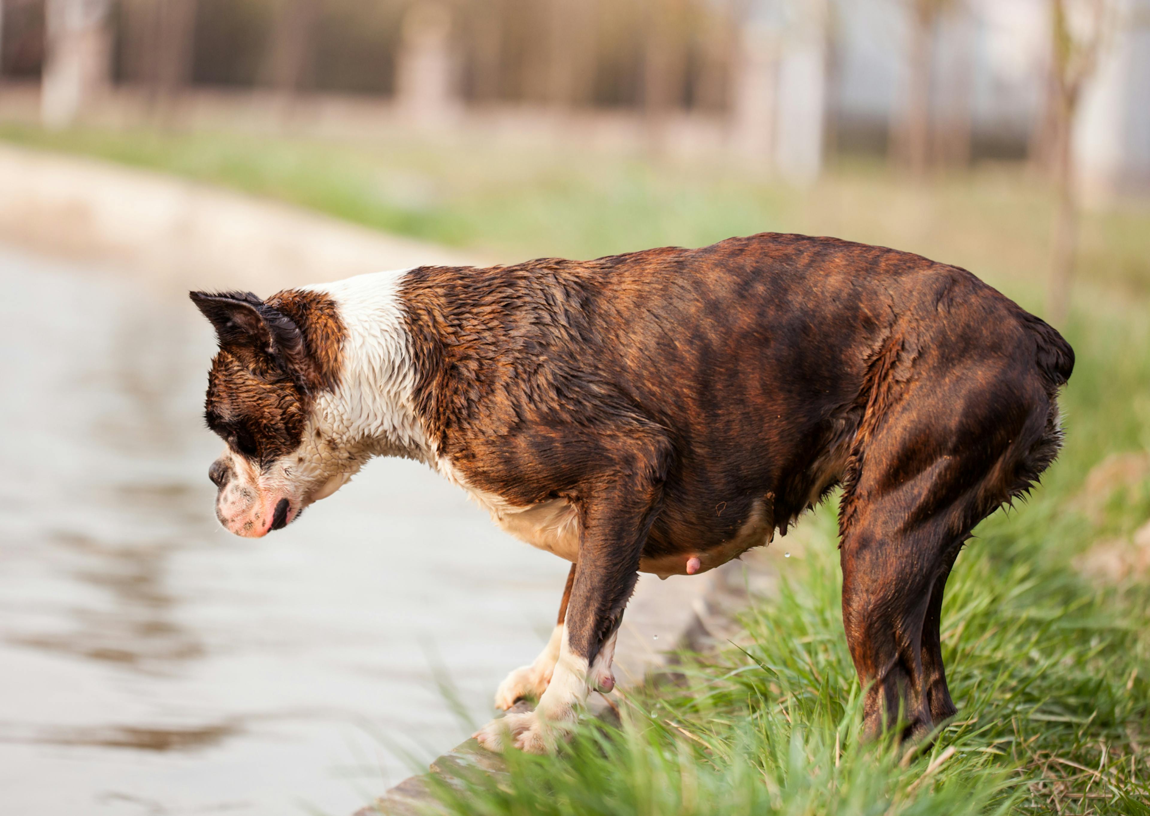 Boxer qui va sauter dans un lac